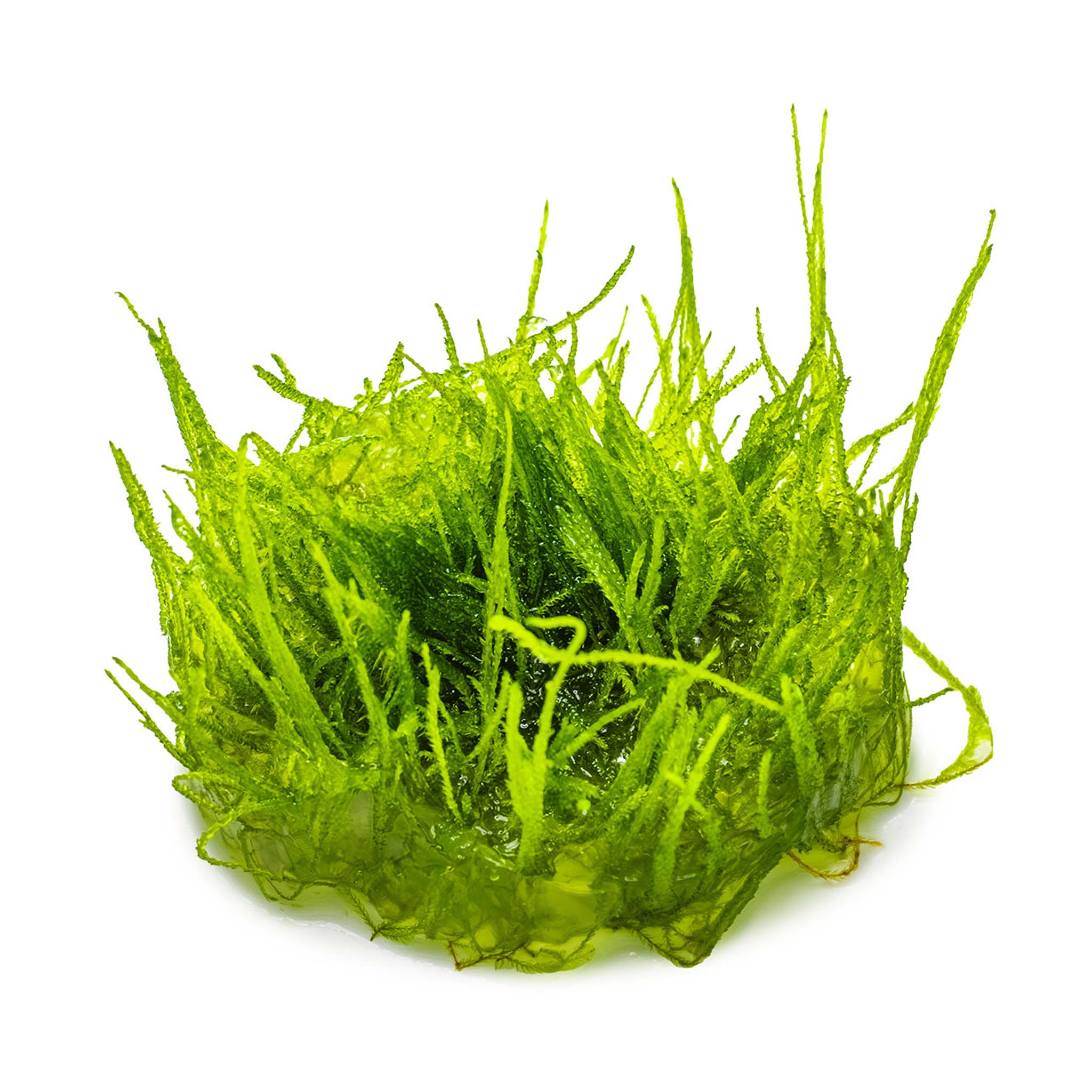 Taxiphyllum-barbieri-Bogor-Moos-ohne_Becher