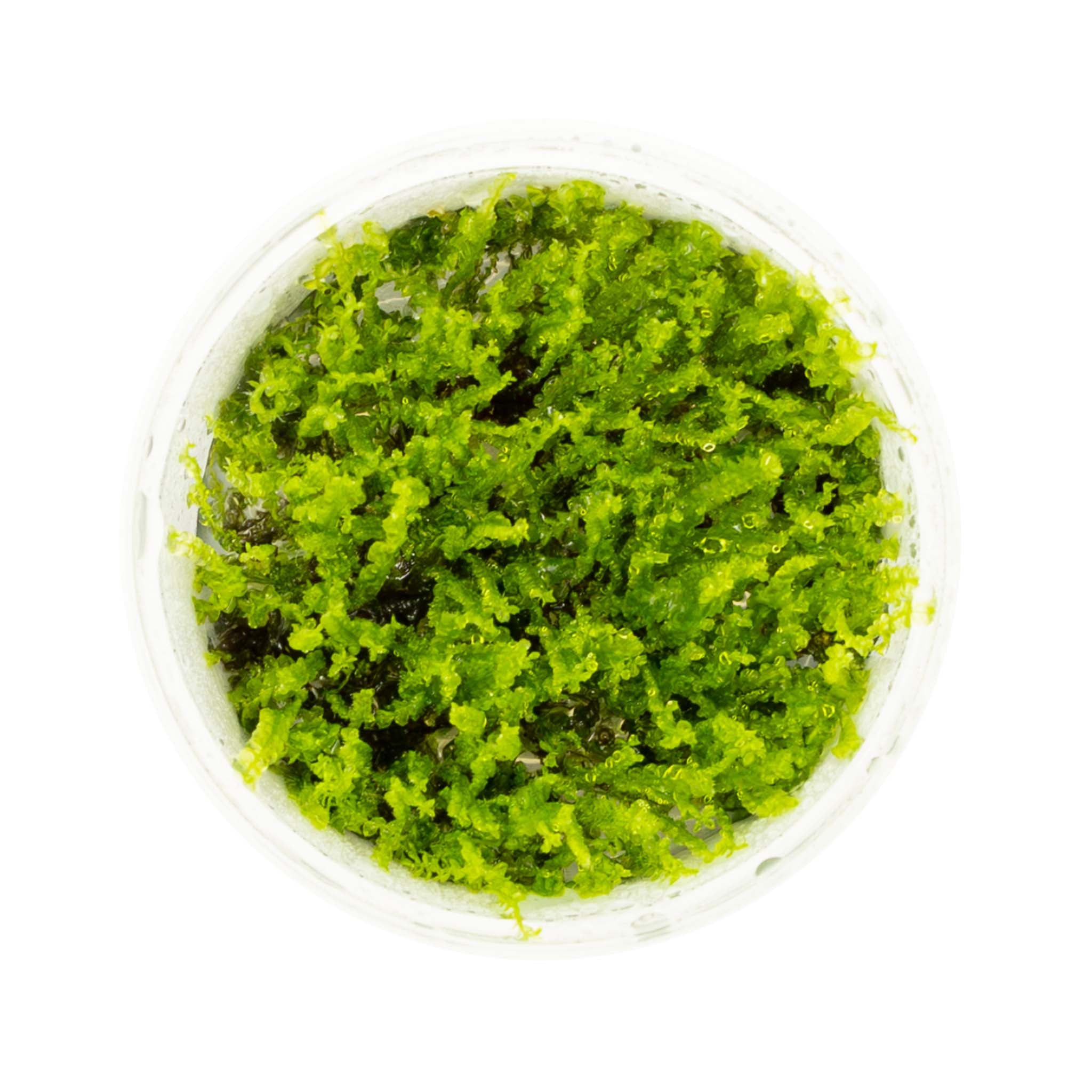 Solenostoma tetragonum 'Pearl Moss'
