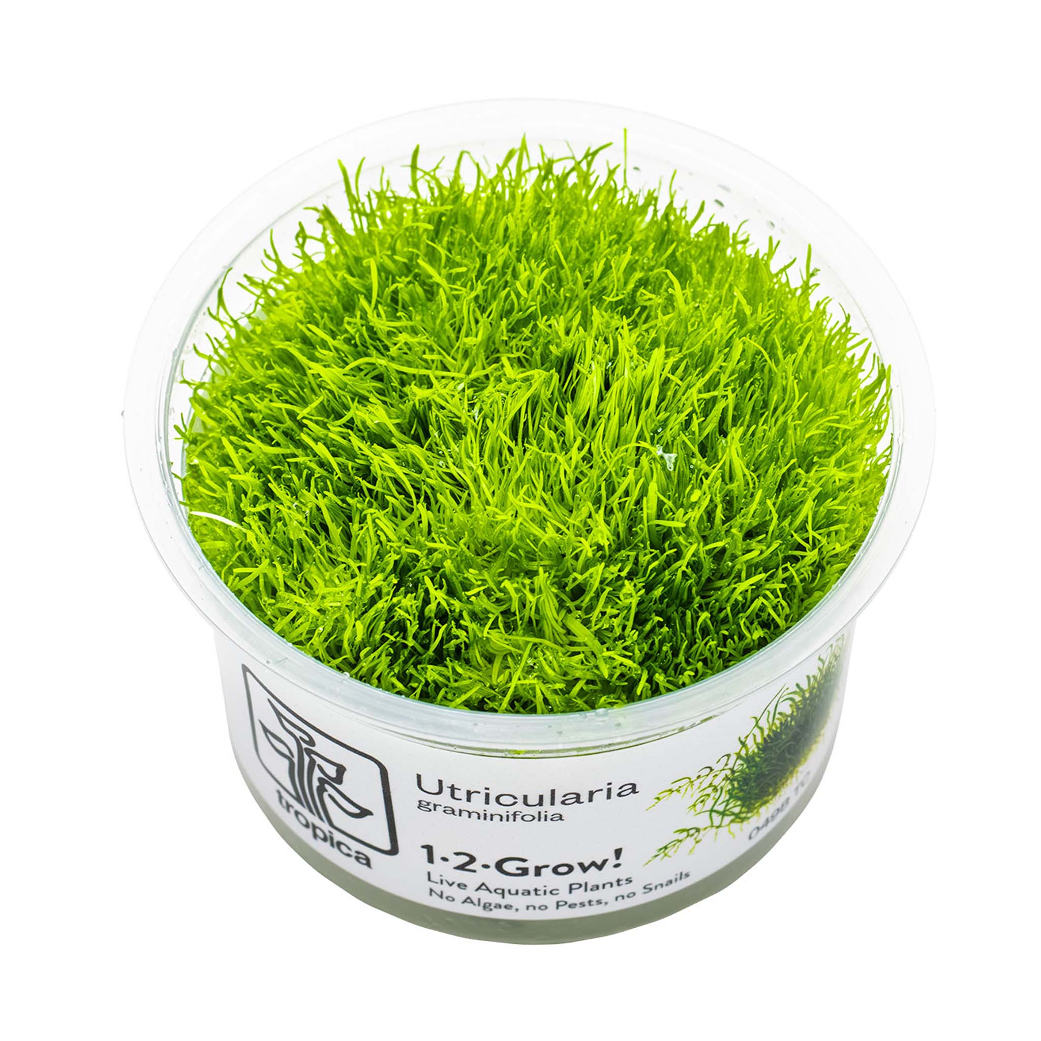 Utricularia-graminifolia-Wasserpflanze