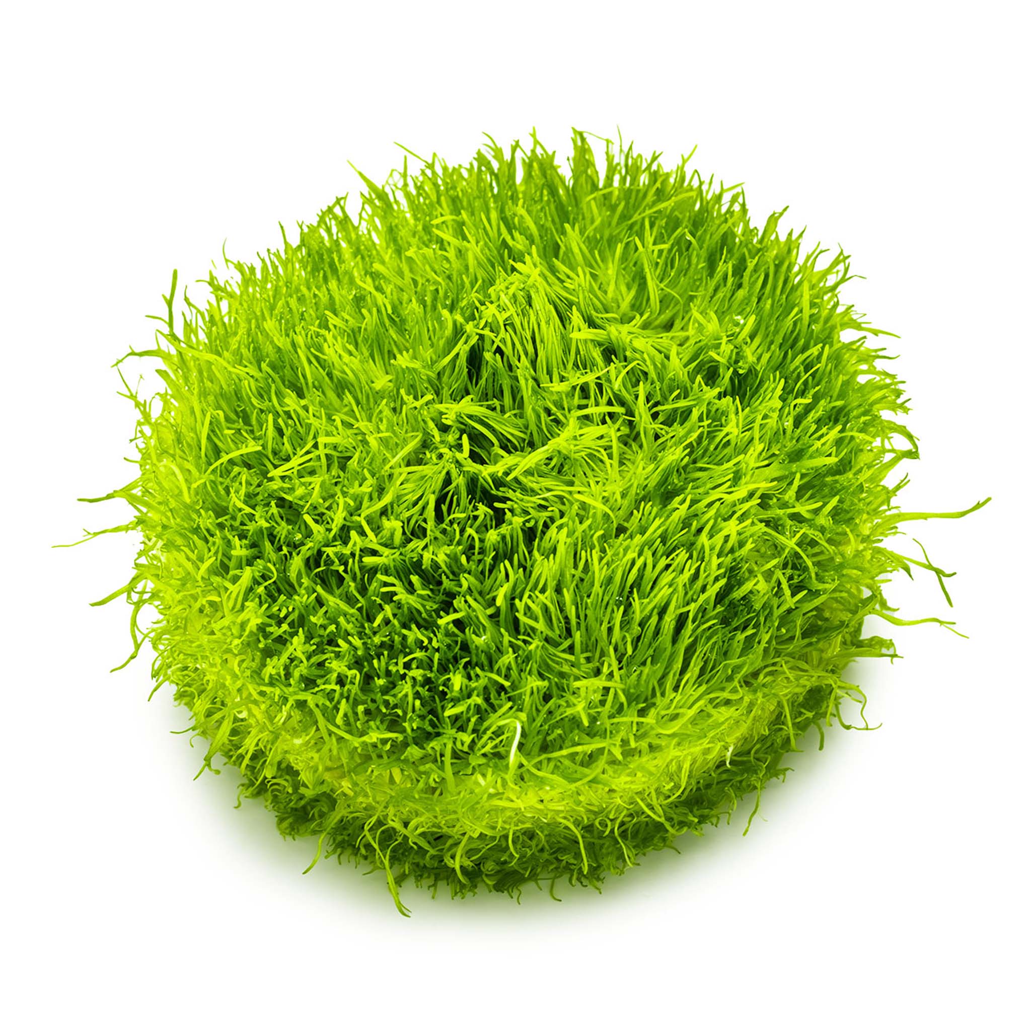 Utricularia-graminifolia-ohne-Becher