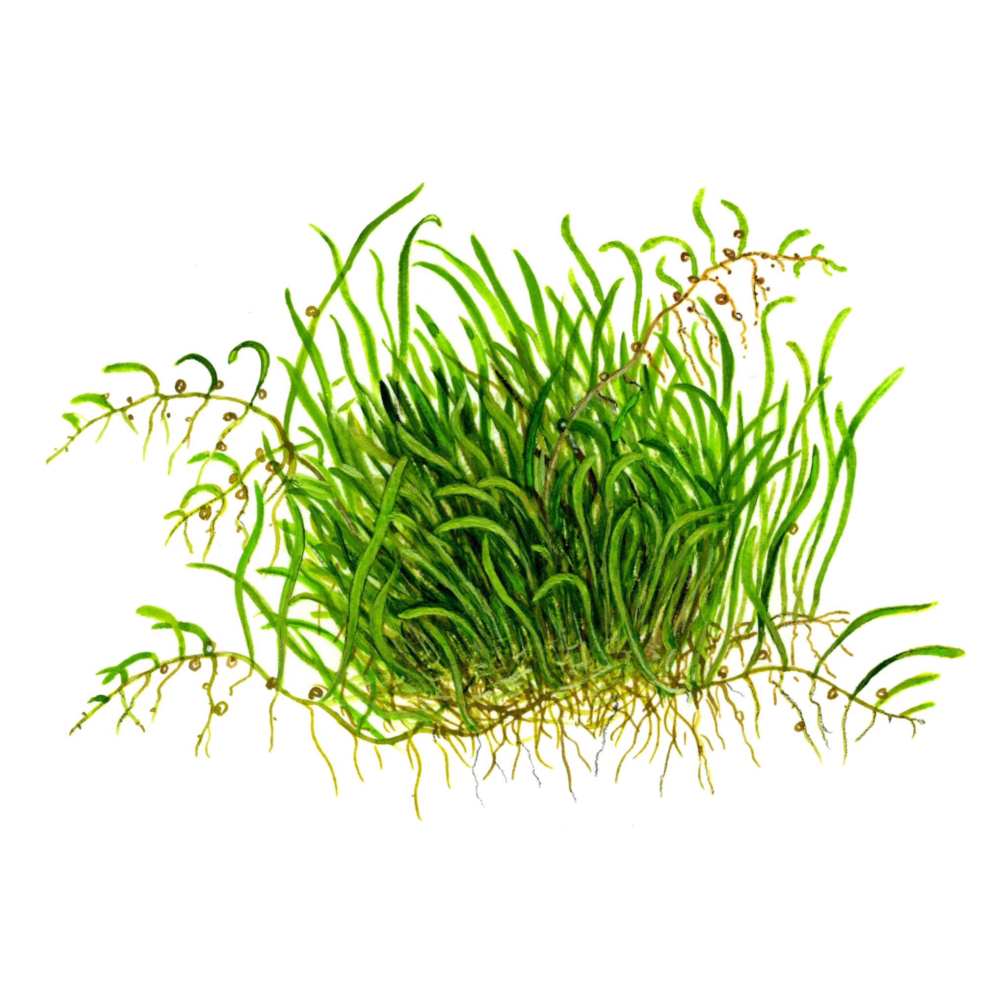 Utricularia-graminifolia-zeichnung