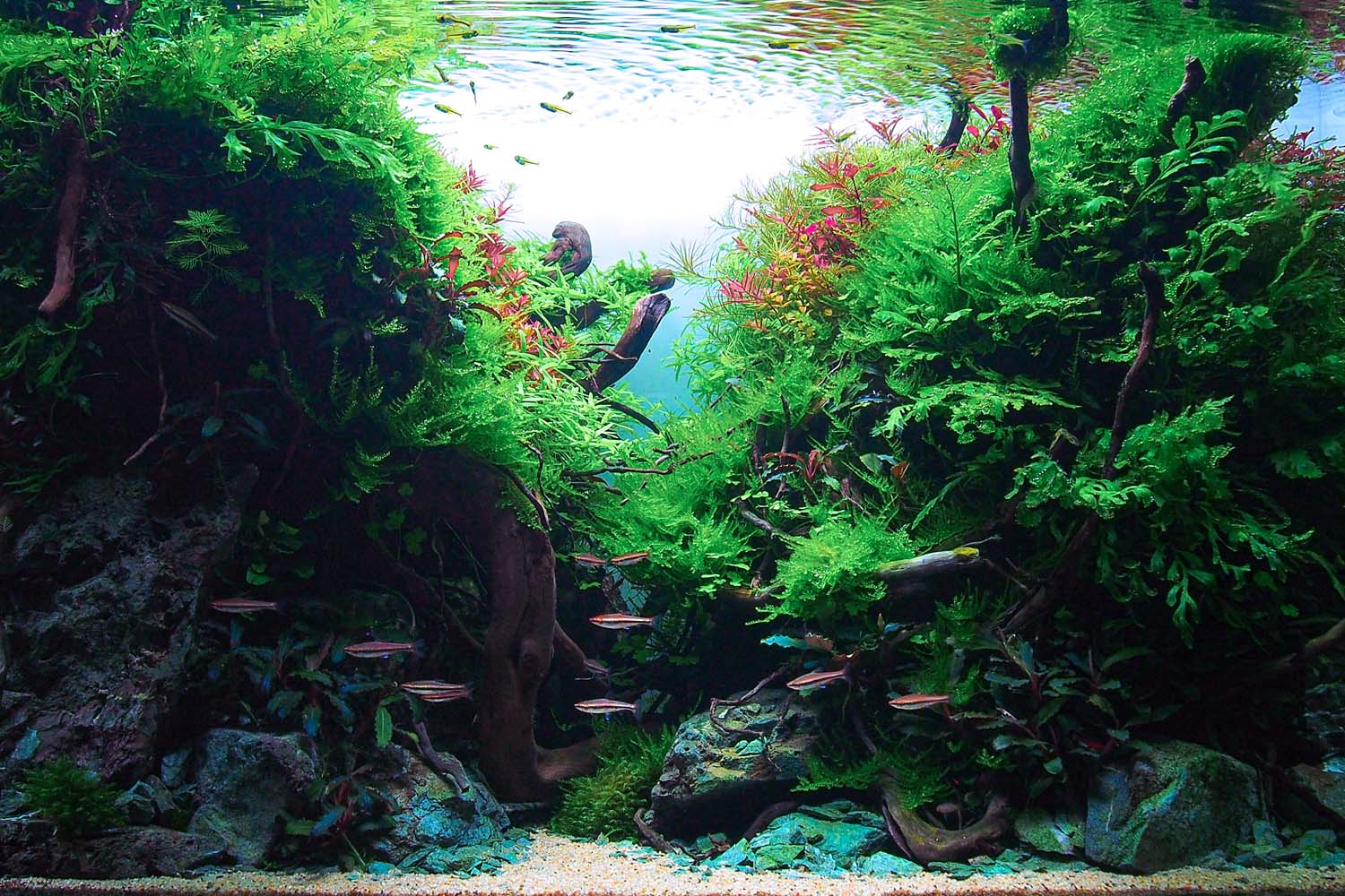 Vesicularia-ferriei-Weeping-Moos-Layout_9f456809-b540-4068-8f4e-01db88def547