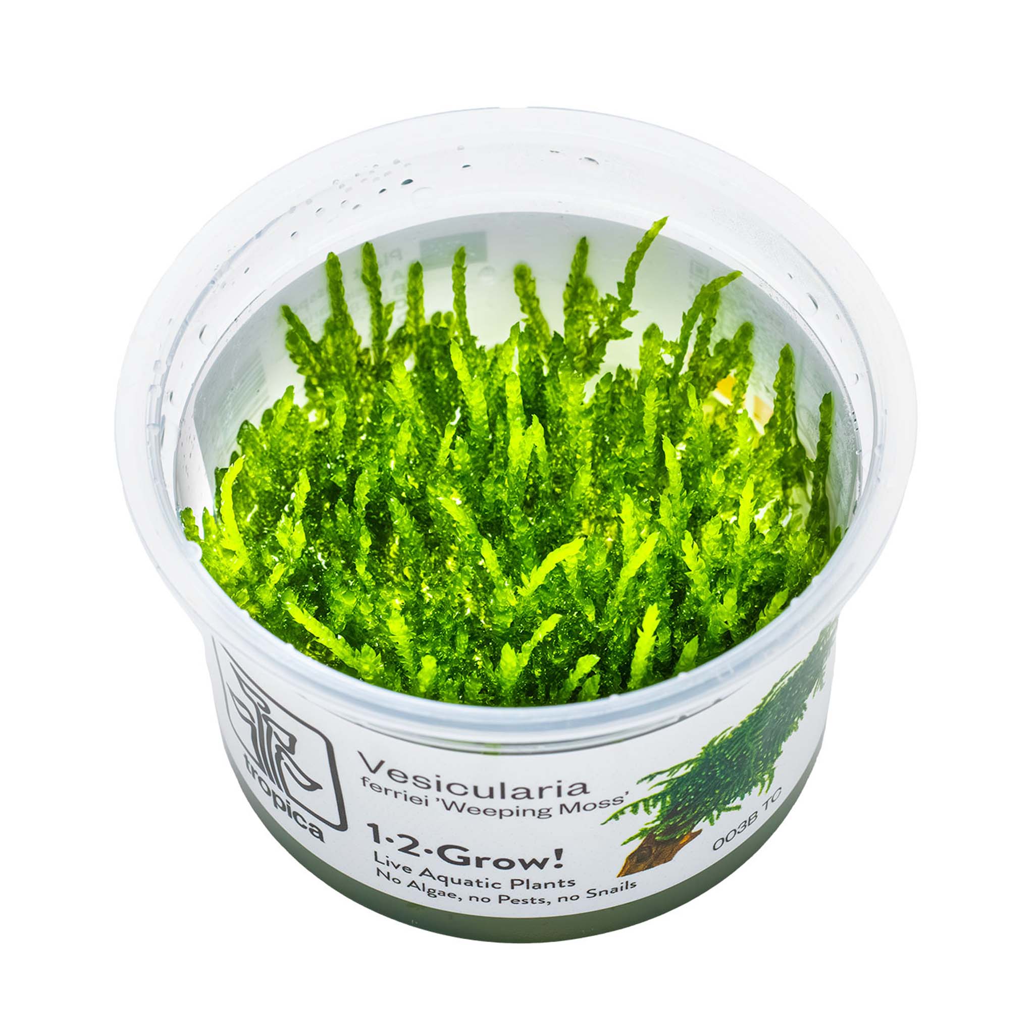 Vesicularia-ferriei-Weeping-Wasserpflanze_c1d62f81-79e8-418b-84ef-742495f65609