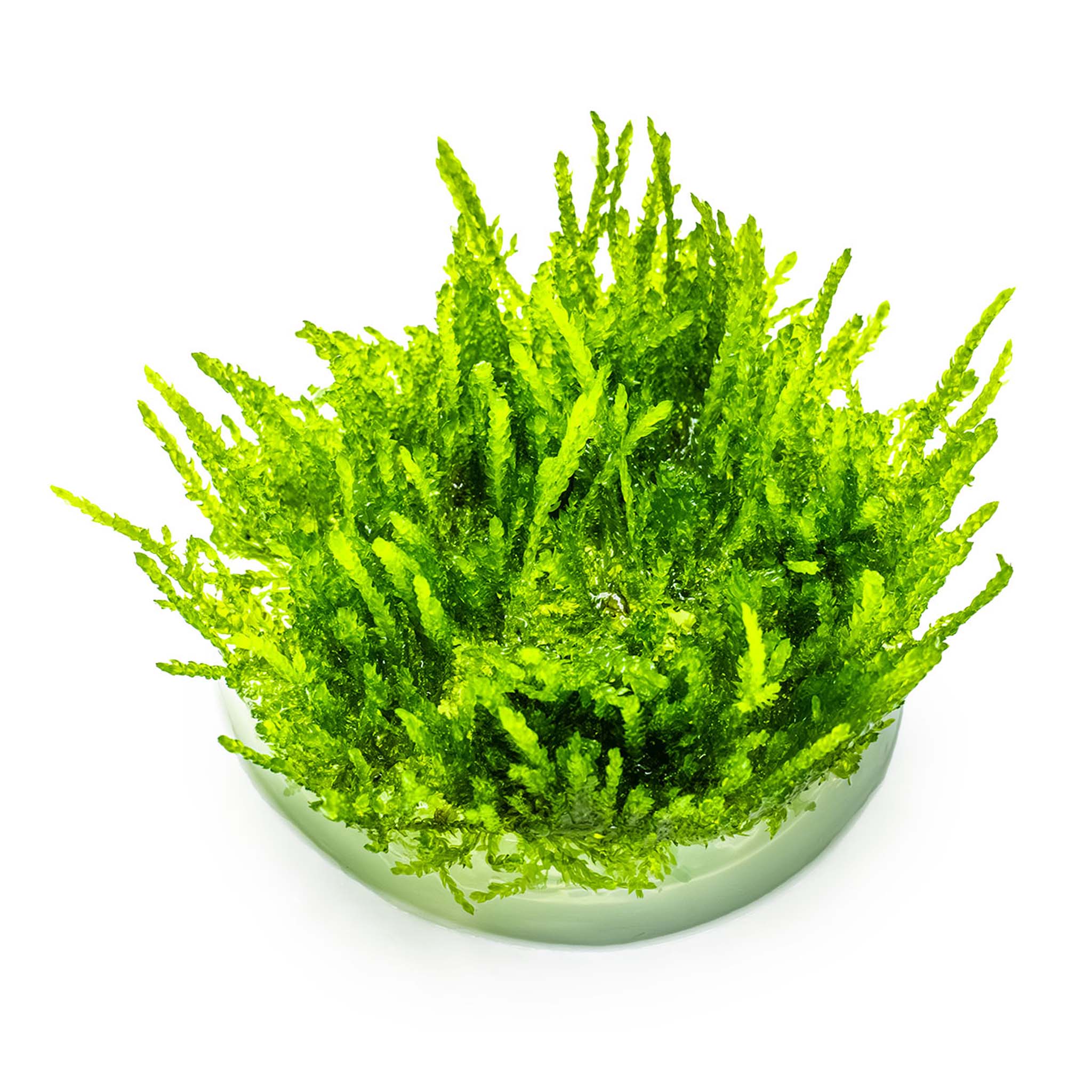 Vesicularia-ferriei-Weeping-ohne_BEcher_d790c0f2-799c-47ad-b569-96c28a0c02f9