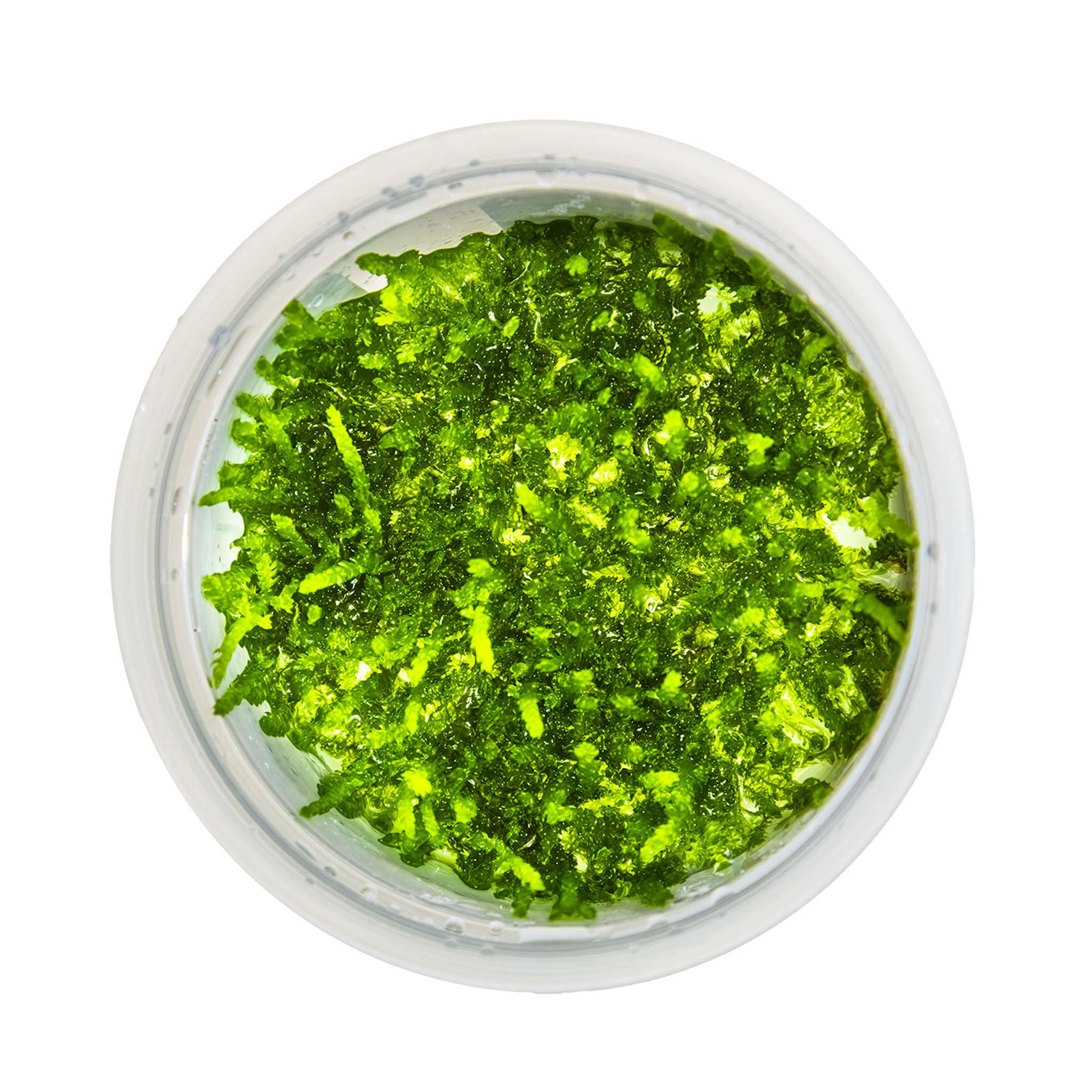 Vesicularia-ferriei-Weeping-von-oben_8bc6d484-01b4-4b7b-a47b-f6adf82c74e0