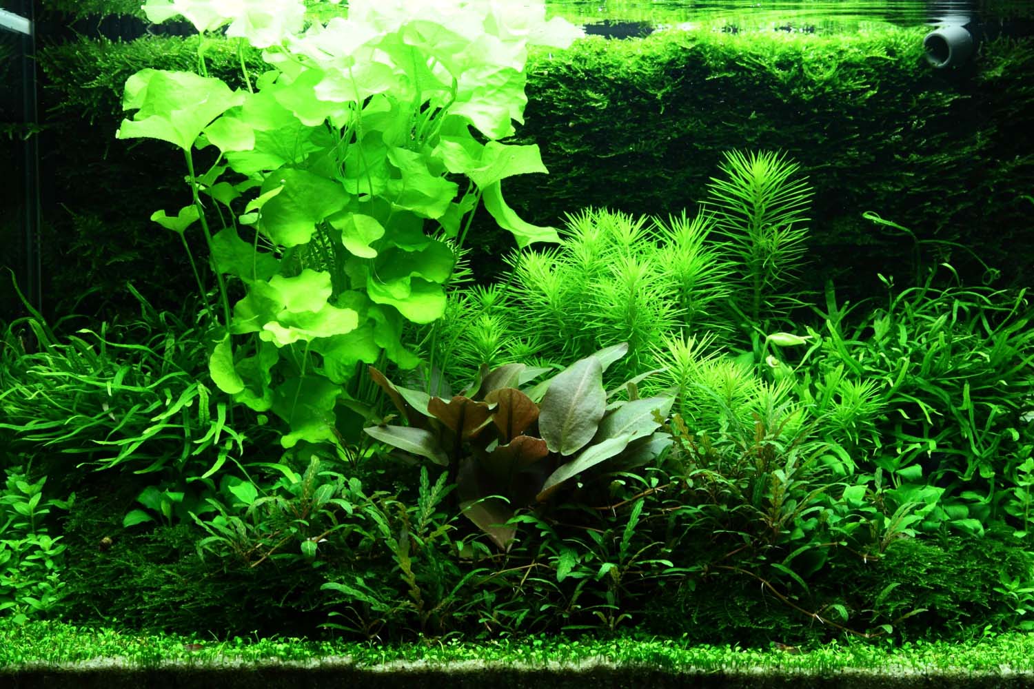 Vesicularia-montagnei-Christmas-Moos-Layout