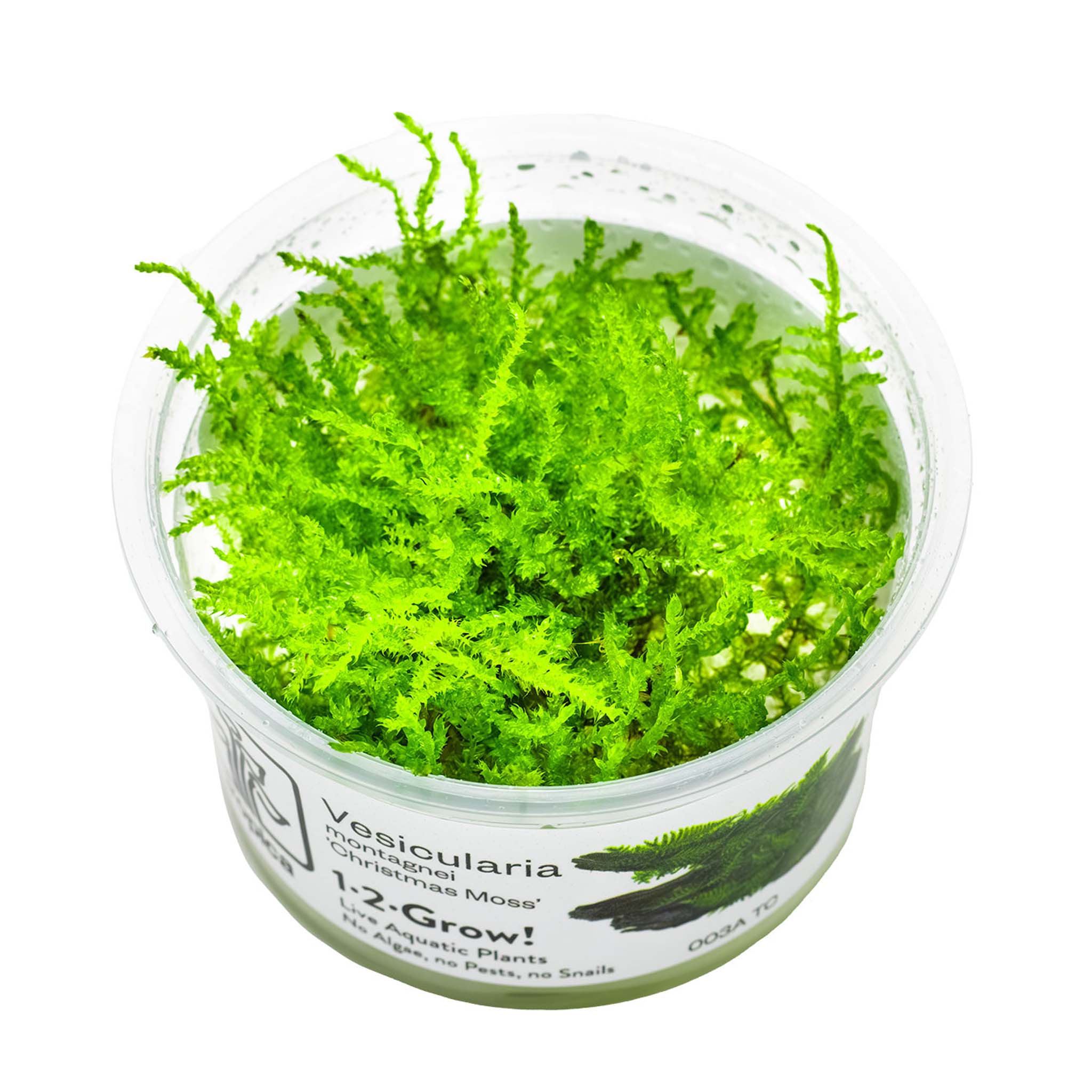 Vesicularia-montagnei-Christmas-Moos-Wasserpflanzen