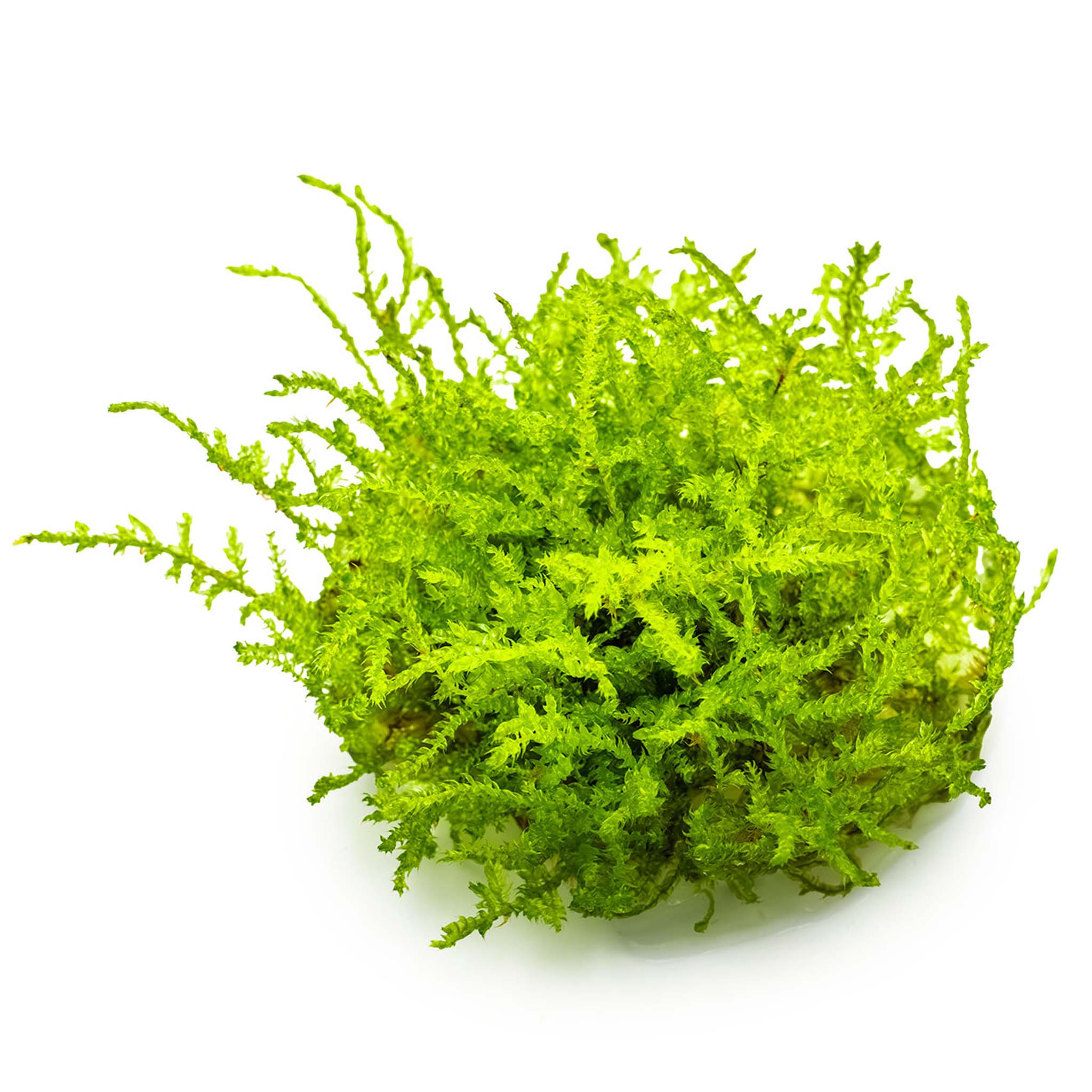 Vesicularia-montagnei-Christmas-Moos-ohne_Becher