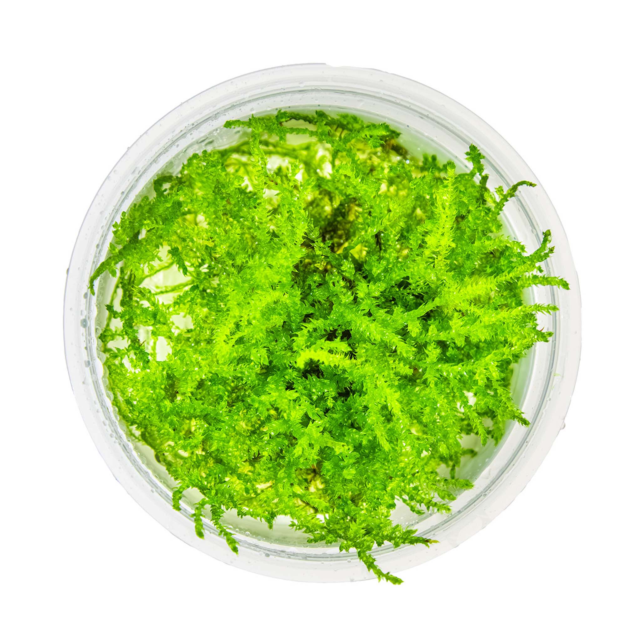 Vesicularia-montagnei-Christmas-Moos-von-oben