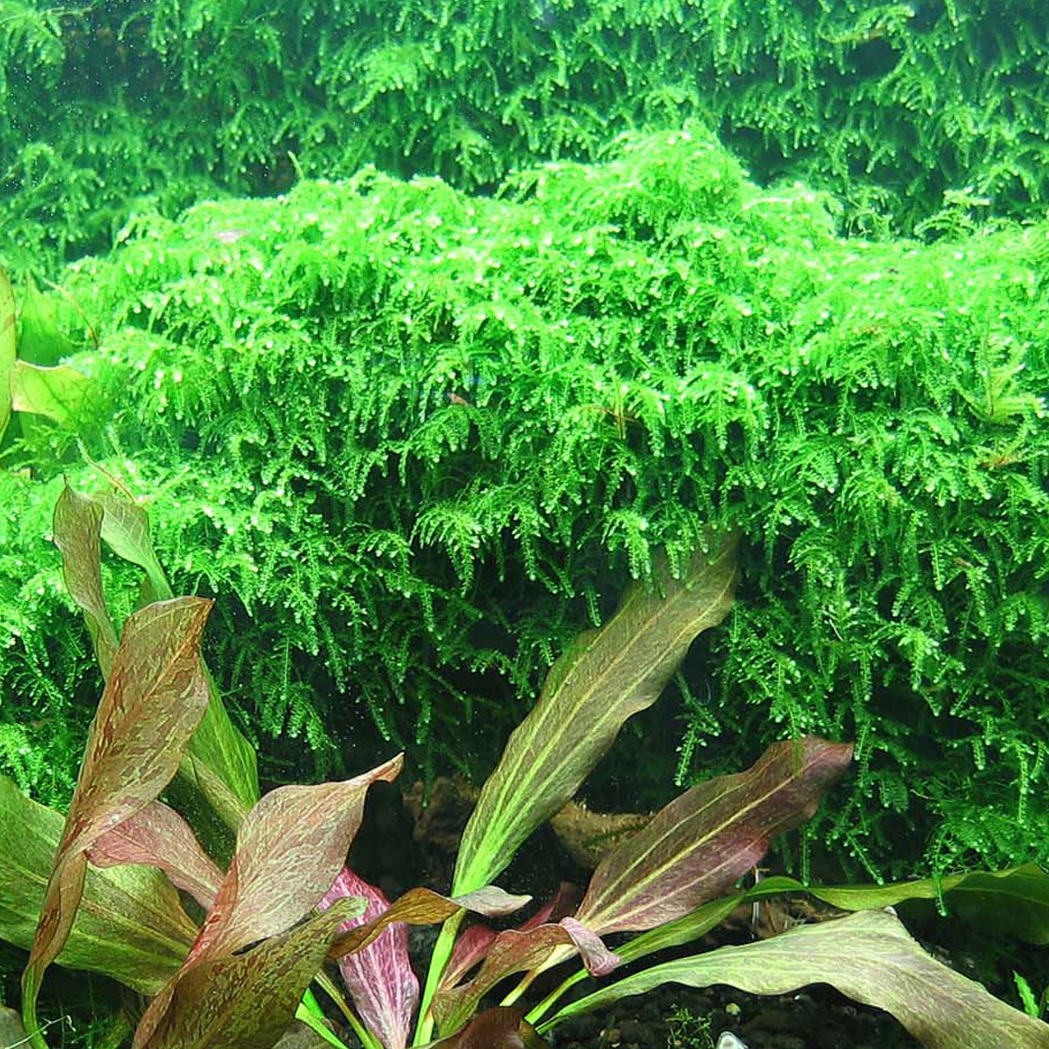 Vesicularia_ferriei_Weeping_Moos