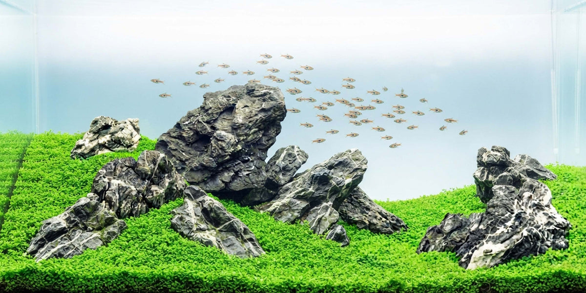 MasterLine Flüssigdünger vor einem bepflanzten Aquarium