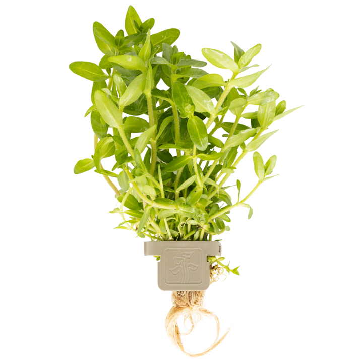 Bacopa caroliniana Clip