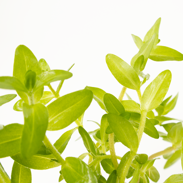 Bacopa caroliniana Clip