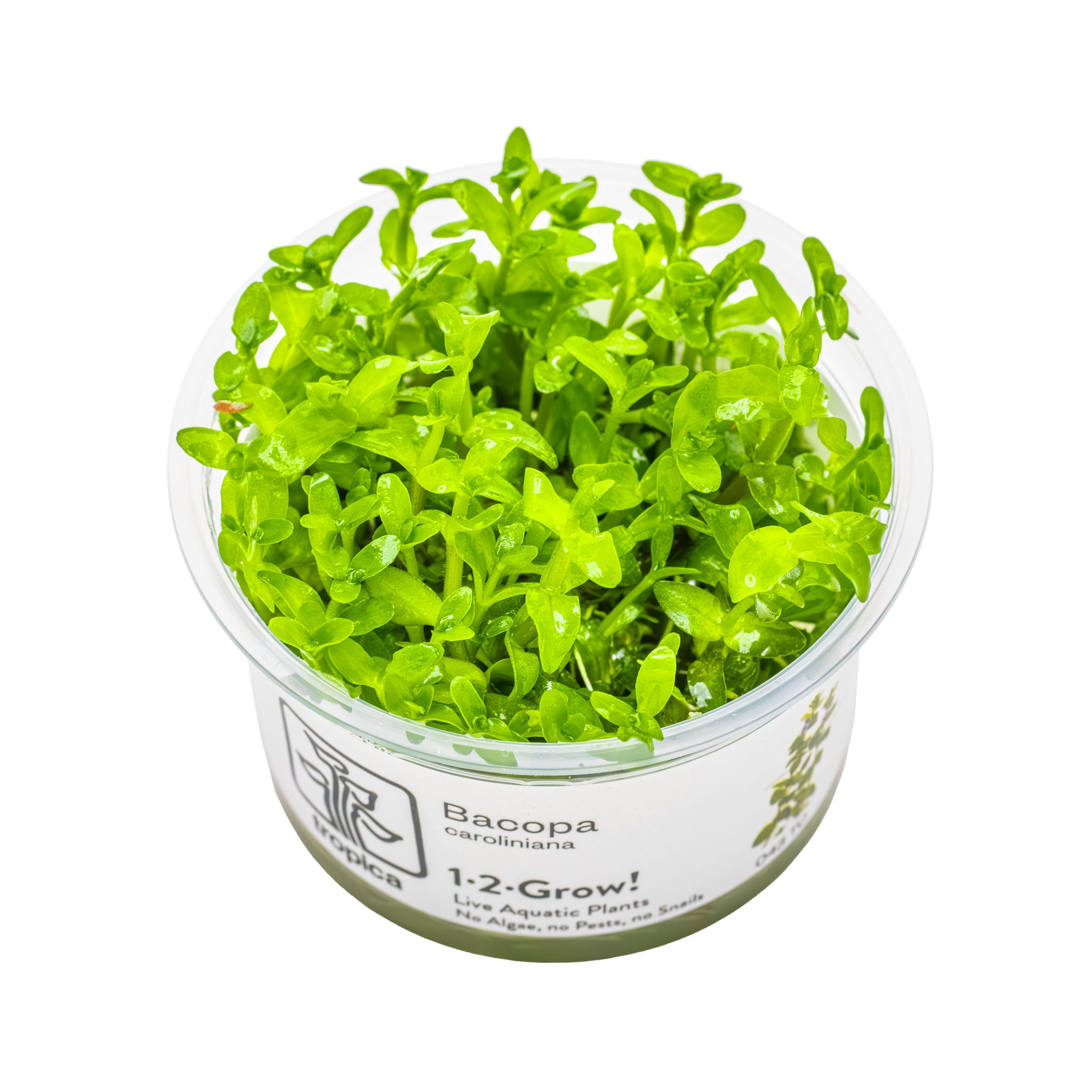 bacopa_caroliniana_Wasserpflanze