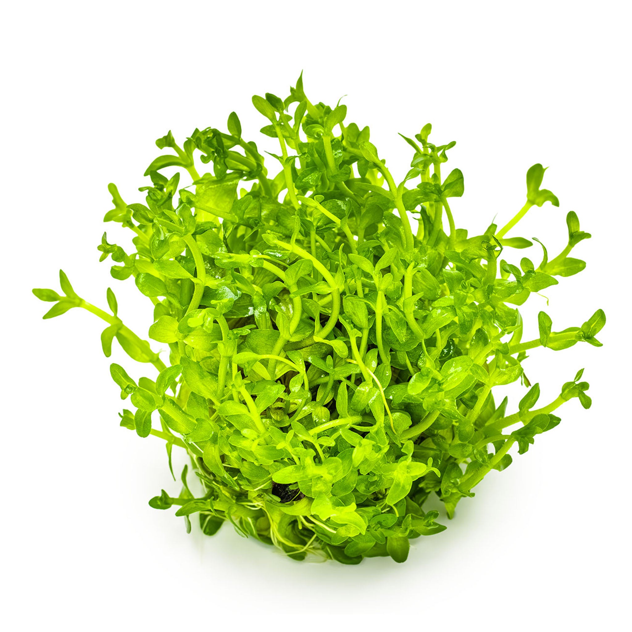 bacopa_caroliniana_ohne_Becher