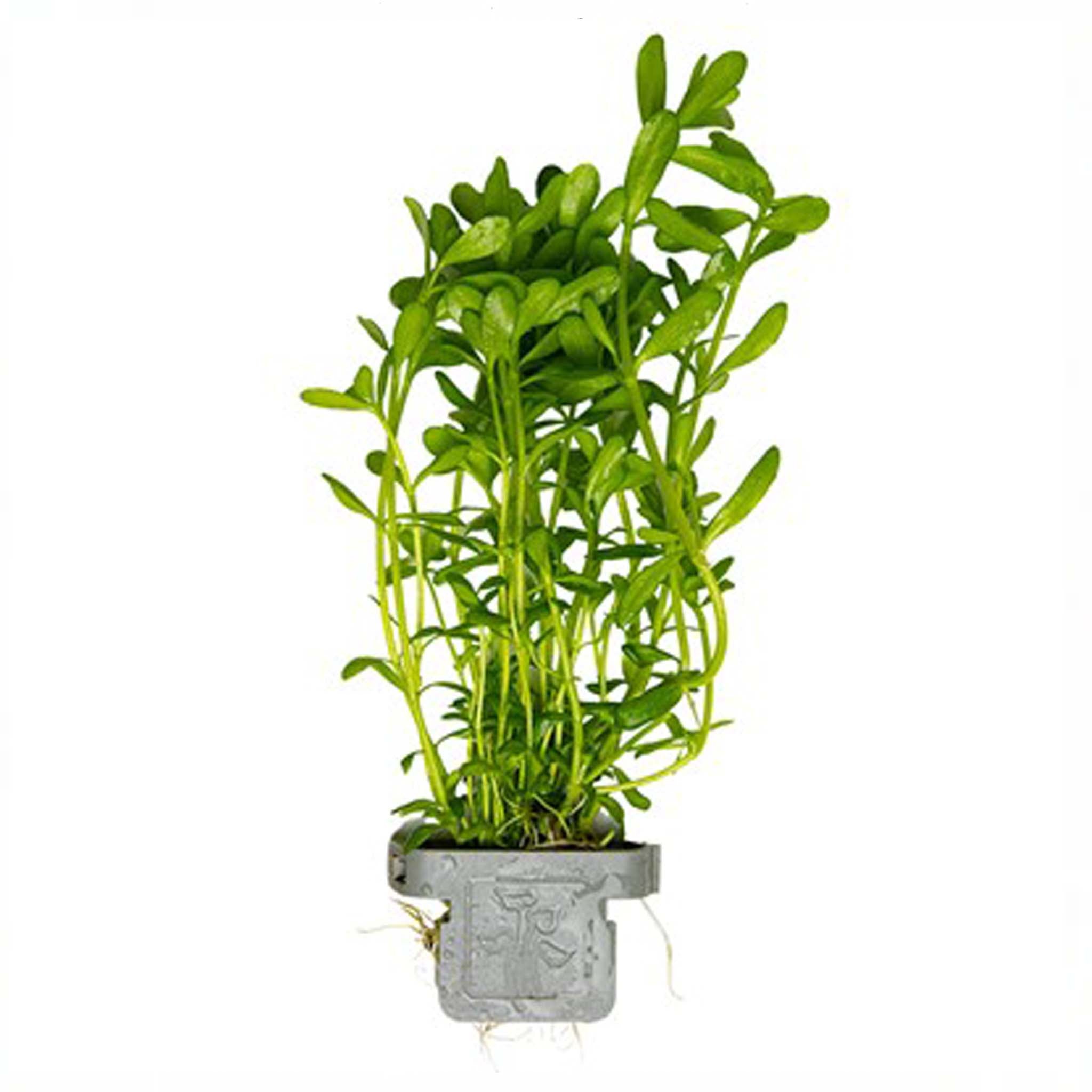 Bacopa monnieri 'Compact' Clip