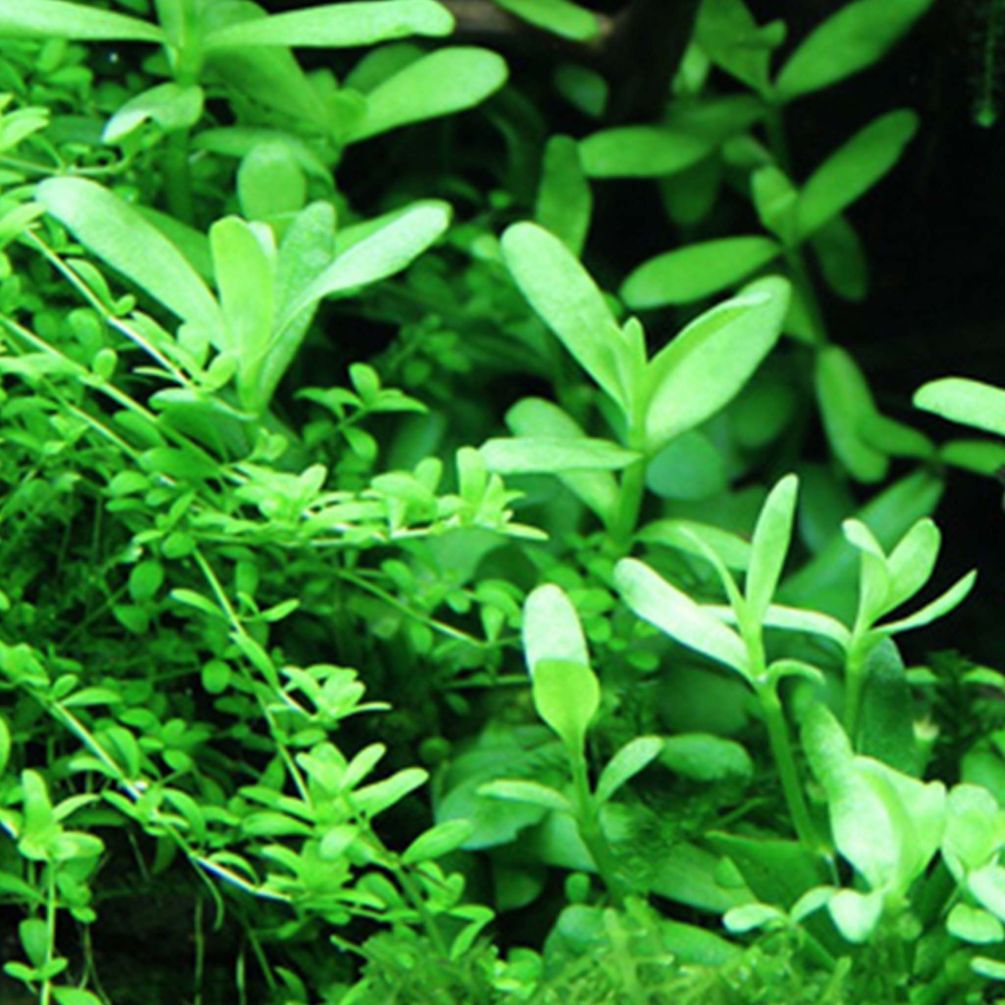 Bacopa monnieri 'Compact' Clip