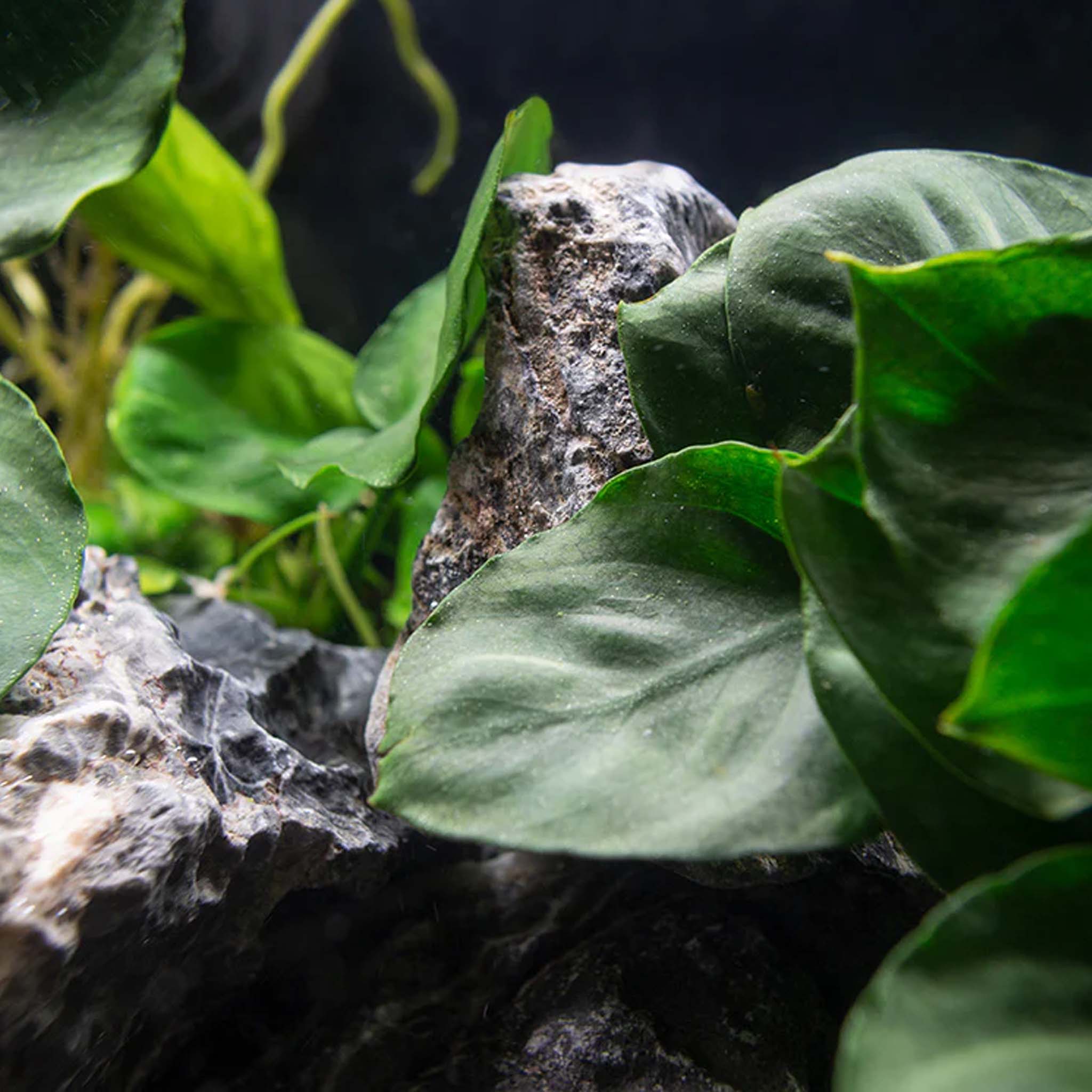 Anubias barteri ’Coin Leaf’