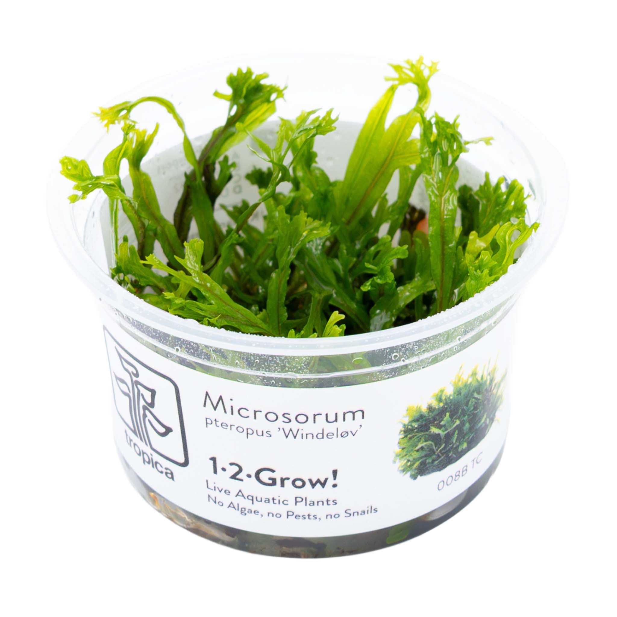 Microsorum pteropus 'Windeløv'