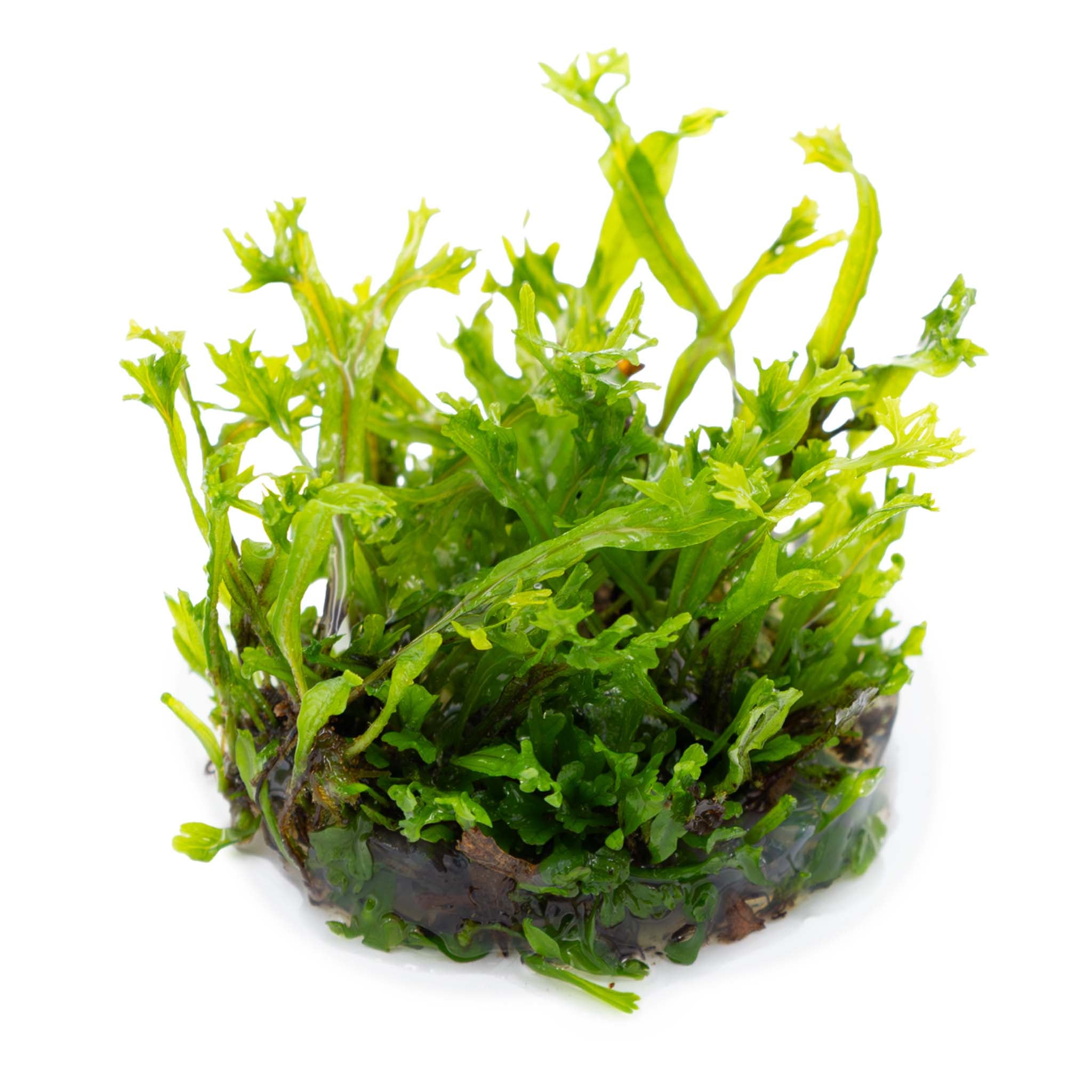 Microsorum pteropus 'Windeløv'