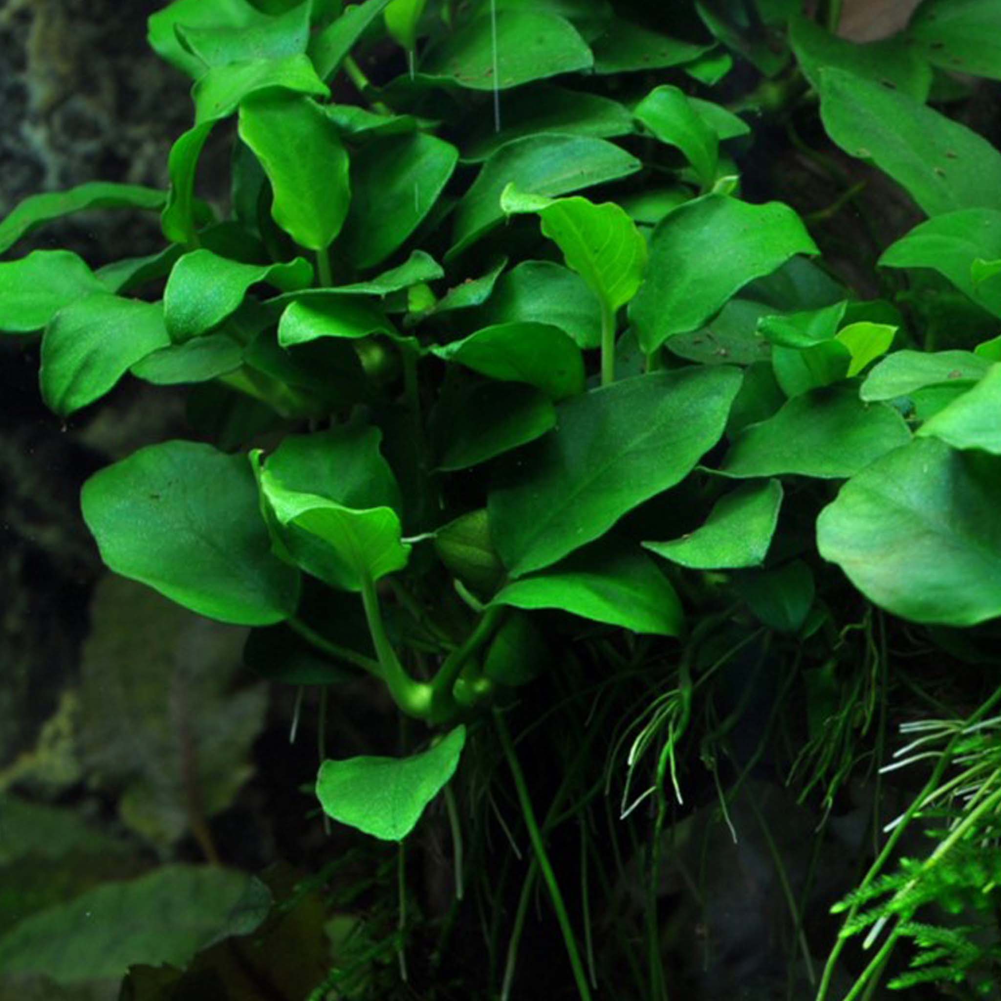 Anubias barteri 'Petite'