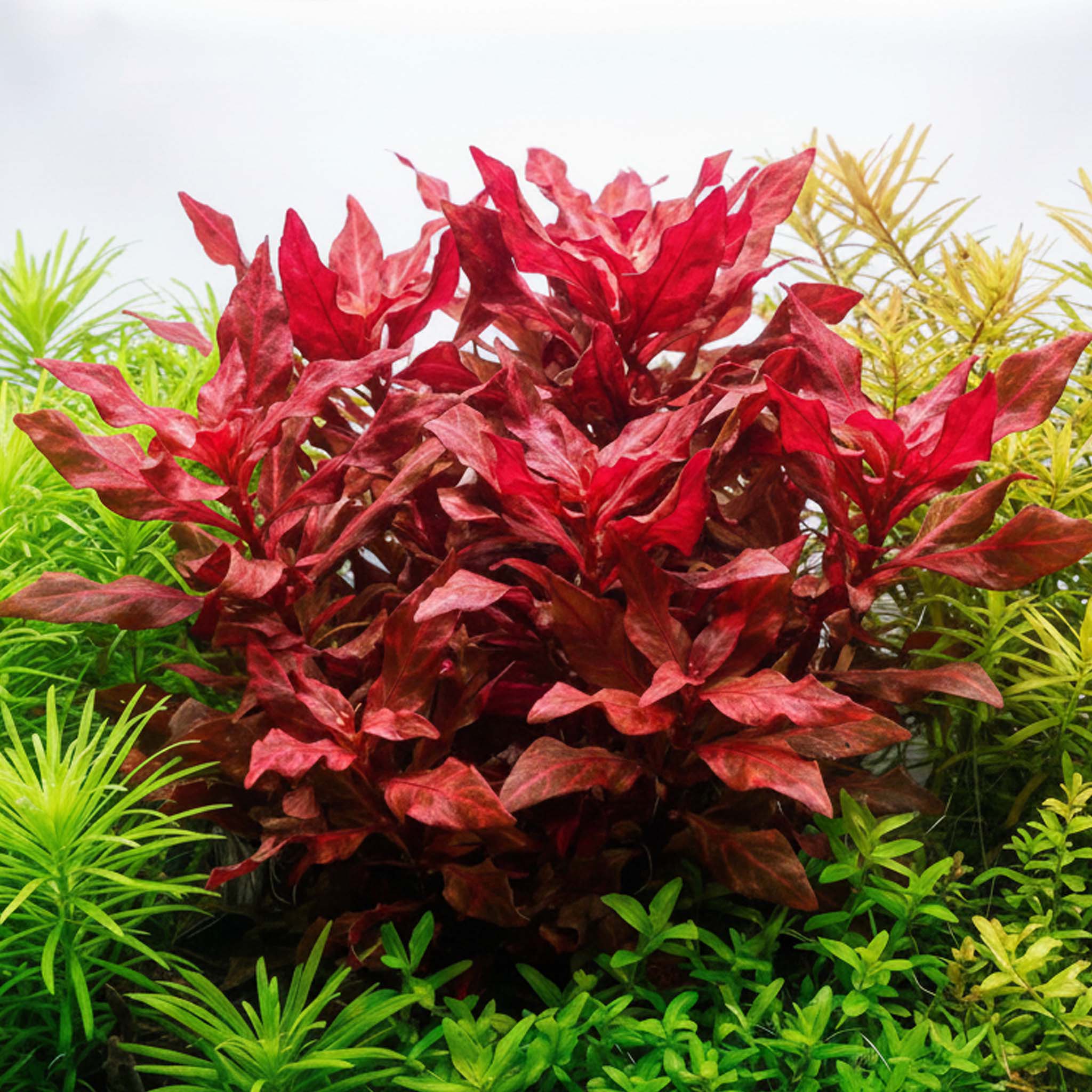 Alternanthera reineckii 'Rosanervig'