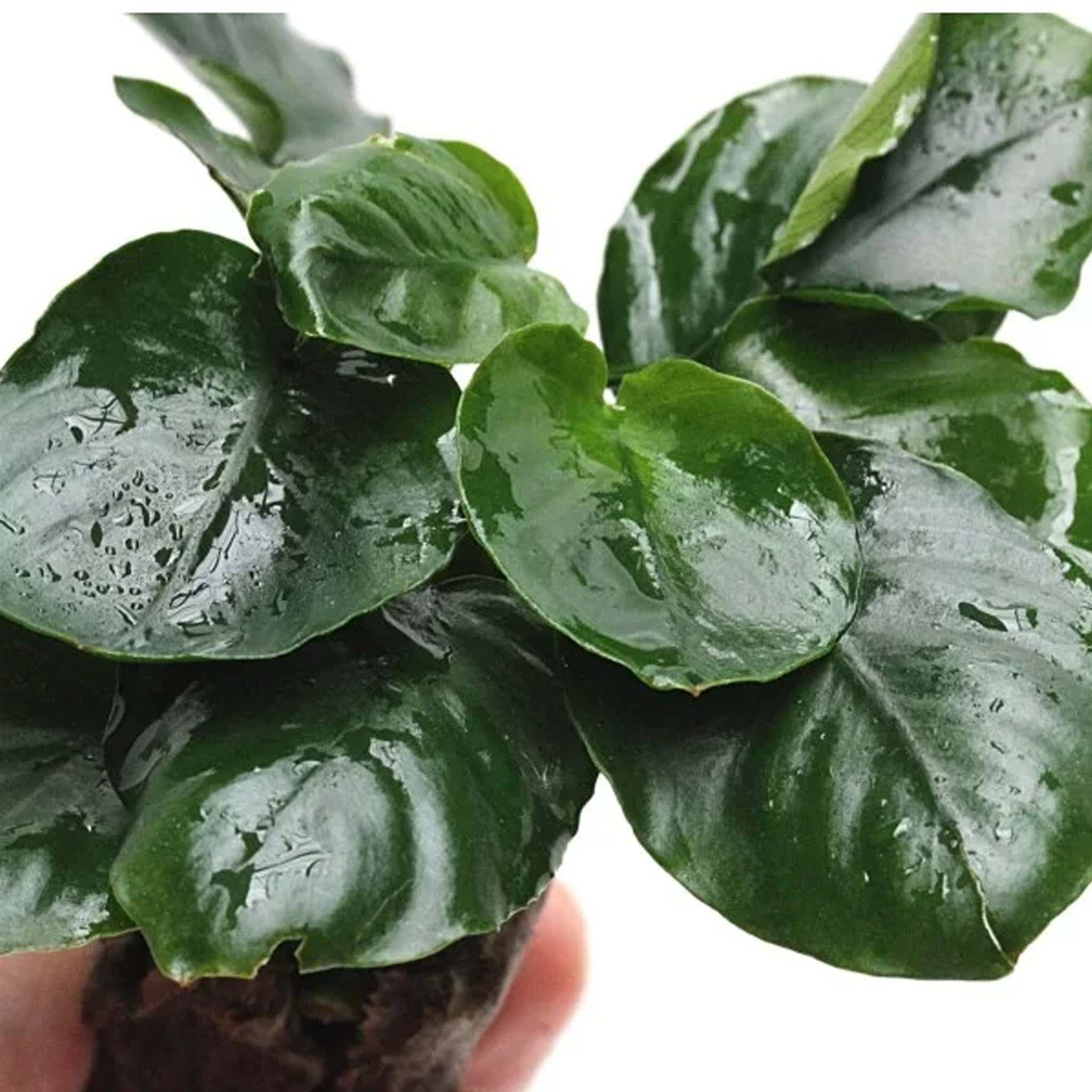 Anubias barteri ’Coin Leaf’