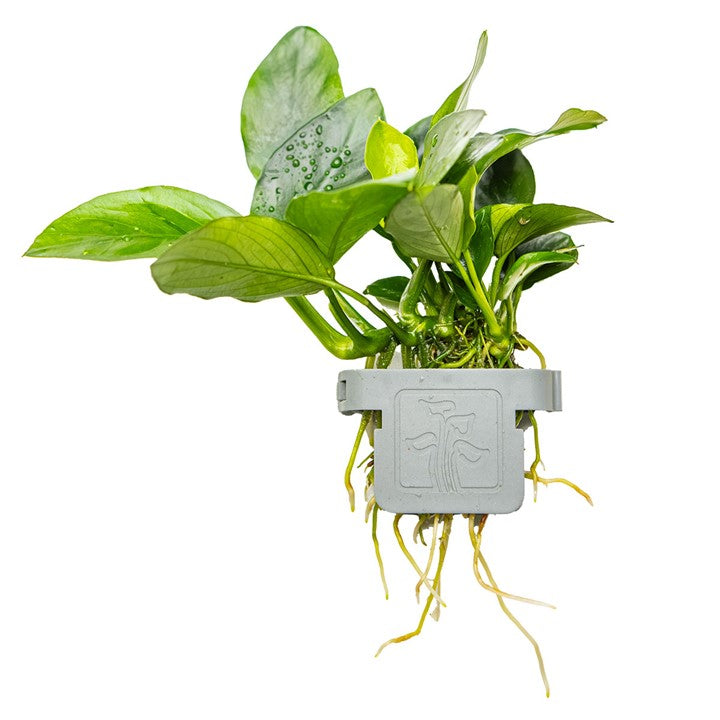 Anubias barteri 'Nana'