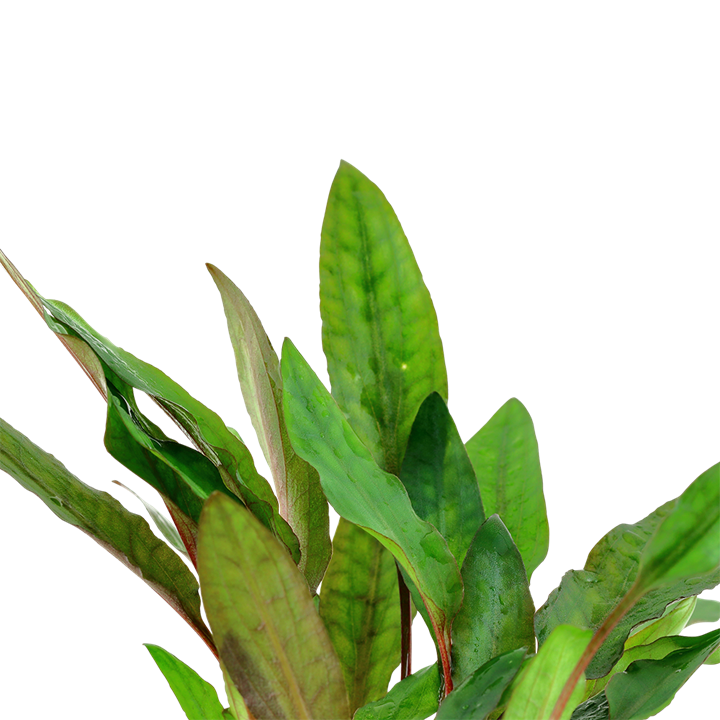 Cryptocoryne beckettii 'Petchii' Clip