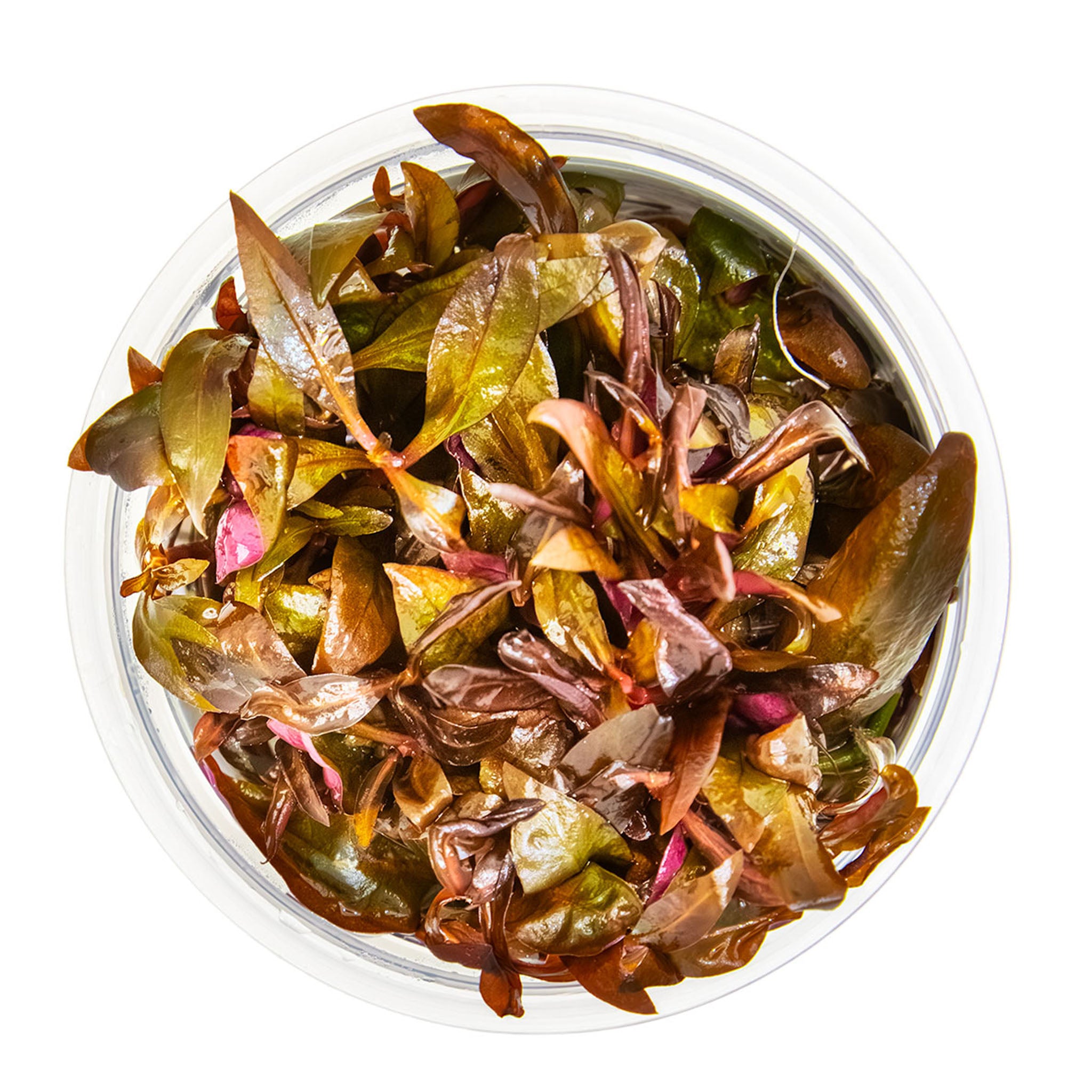 Alternanthera-reineckii-Mini_von_oben