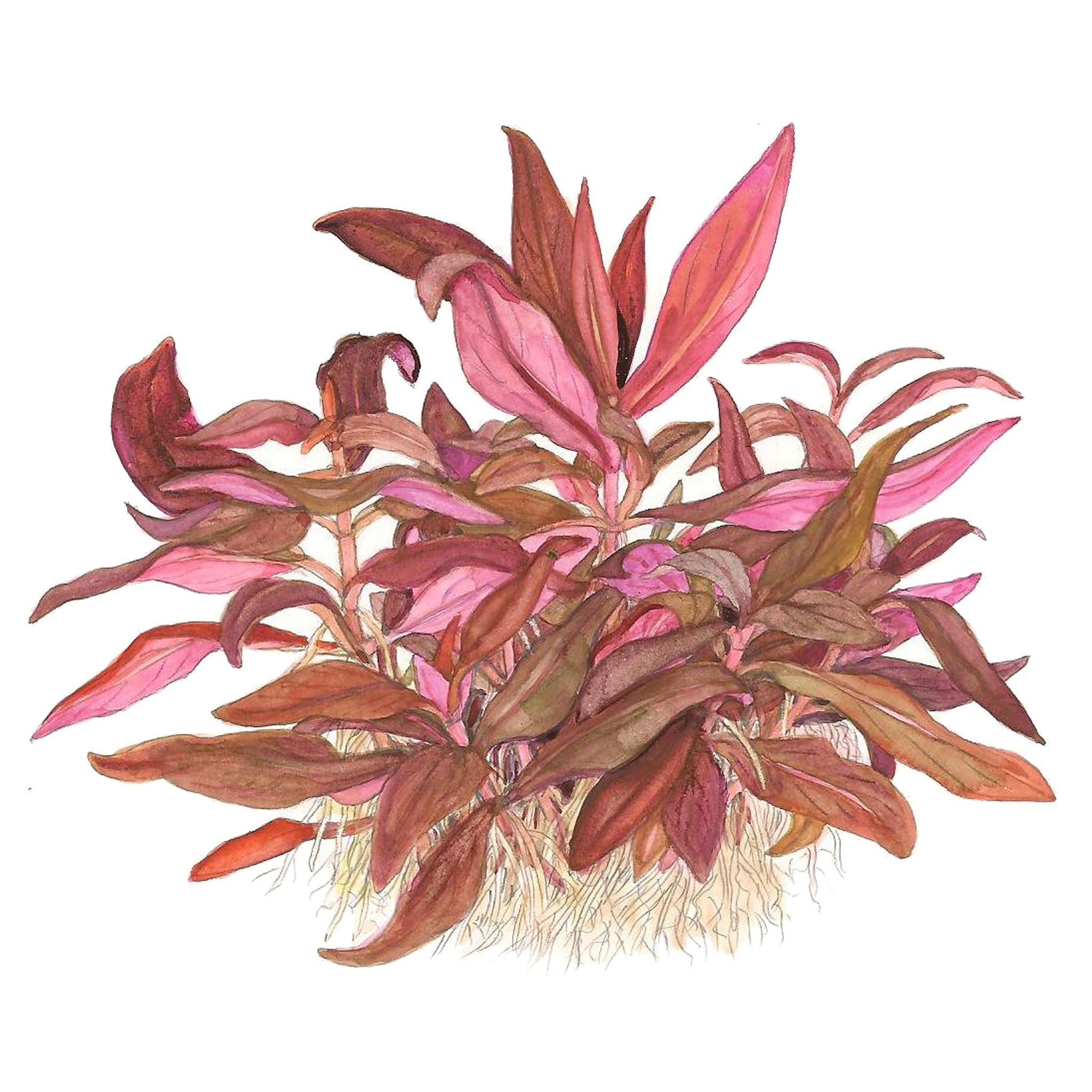 Alternanthera-reineckii-_Mini_Zeichnung