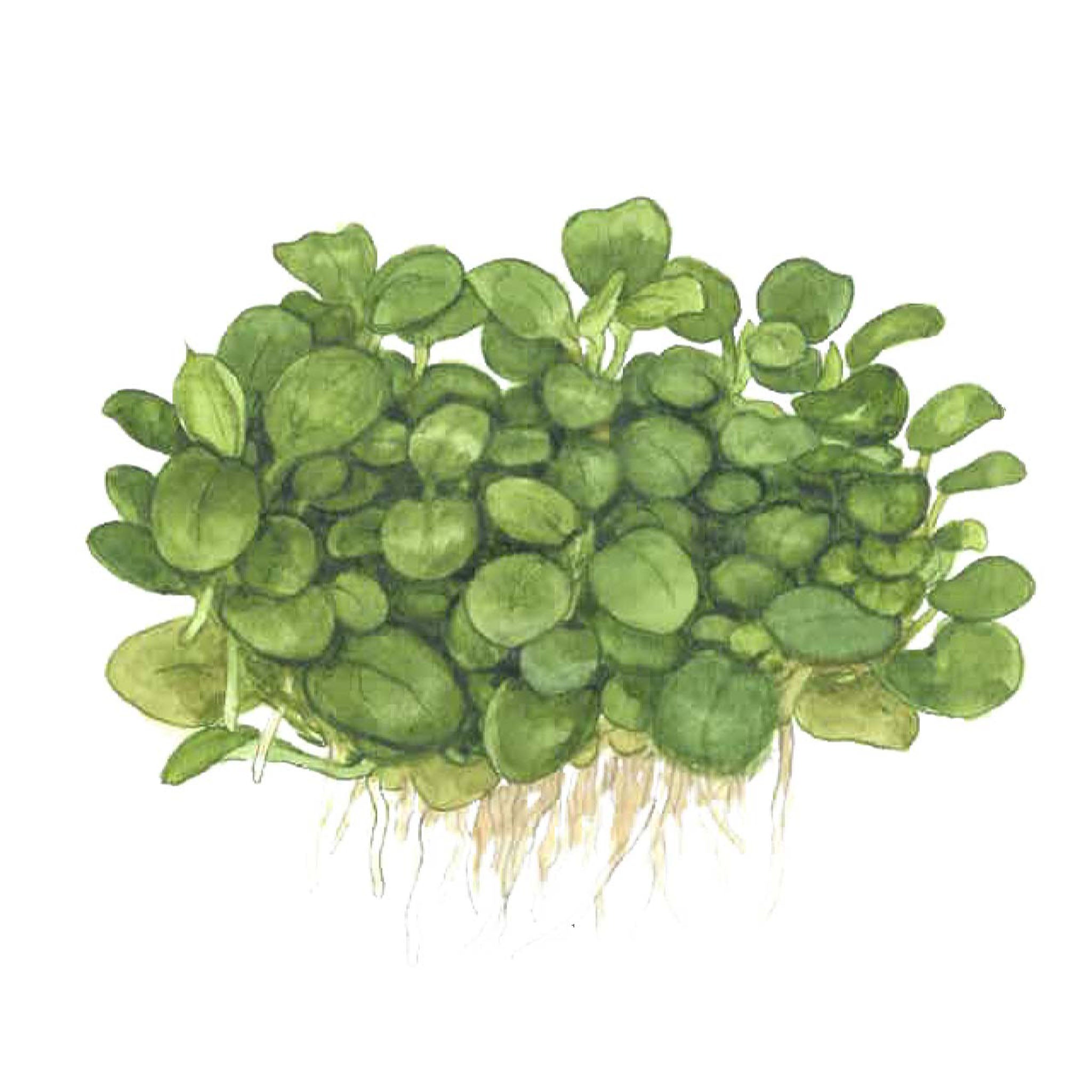Anubias-barteri-MiniCoin-_Zeichnung