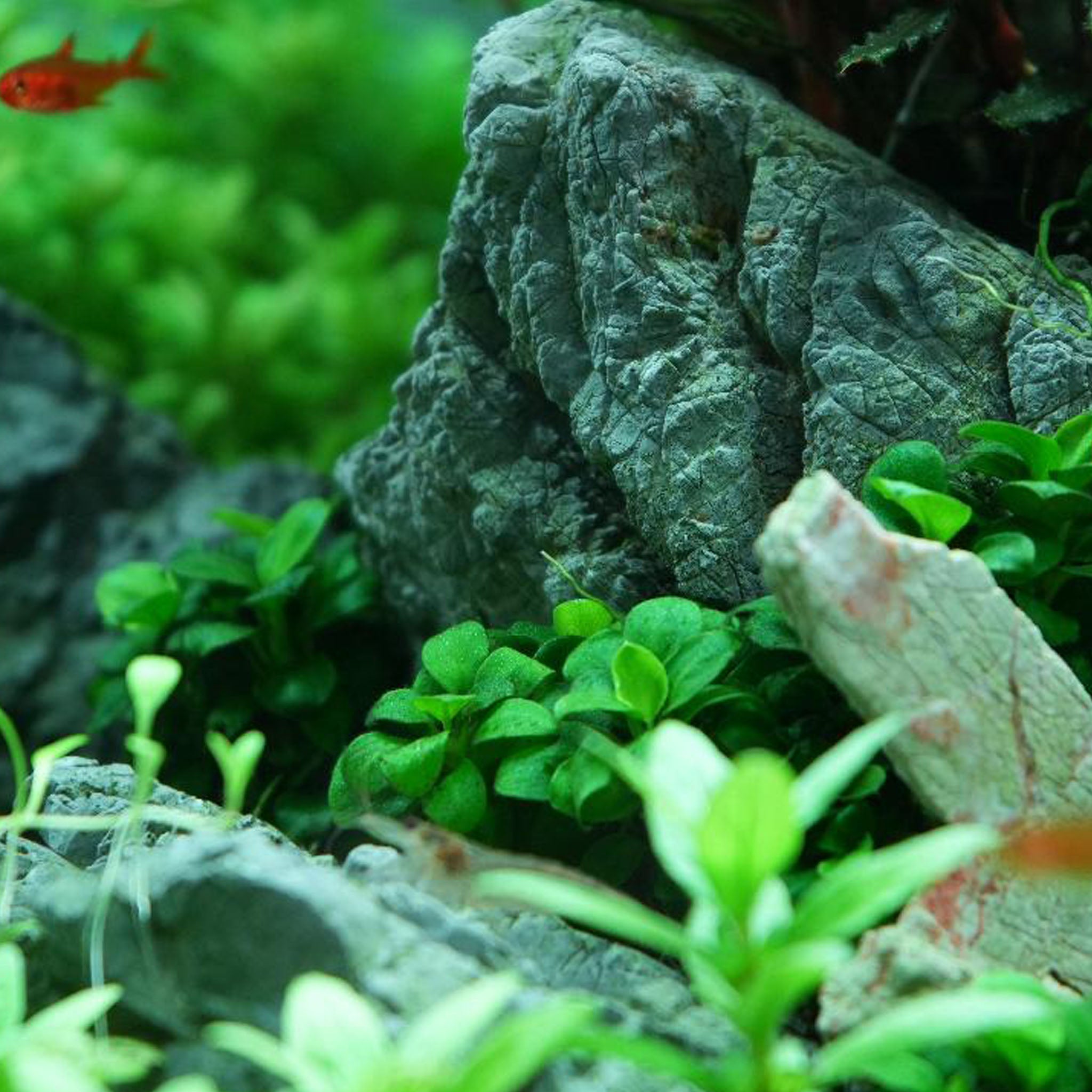 Anubias barteri 'Mini Coin' Wasserpflanze