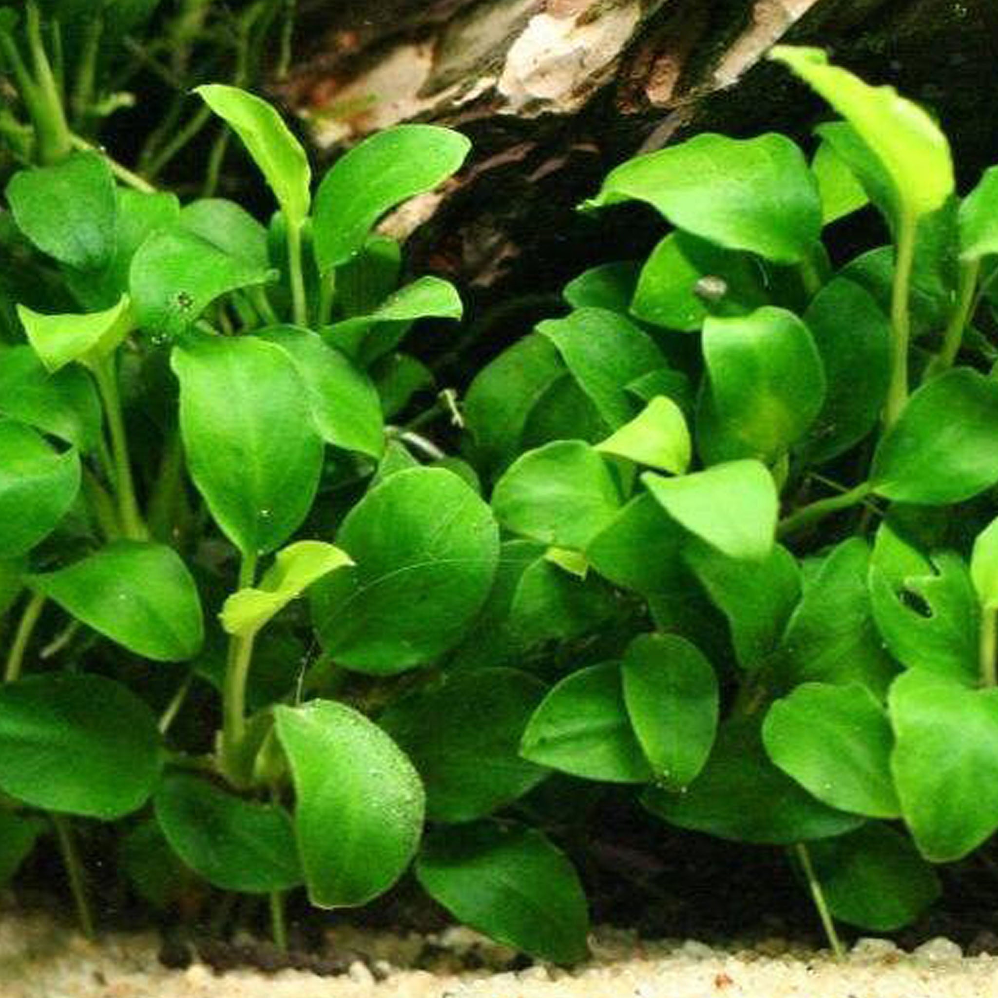 Anubias barteri 'nana' Wasserpflanze