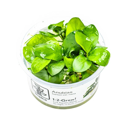 Anubias-barteri-nana_Wasserpflanze