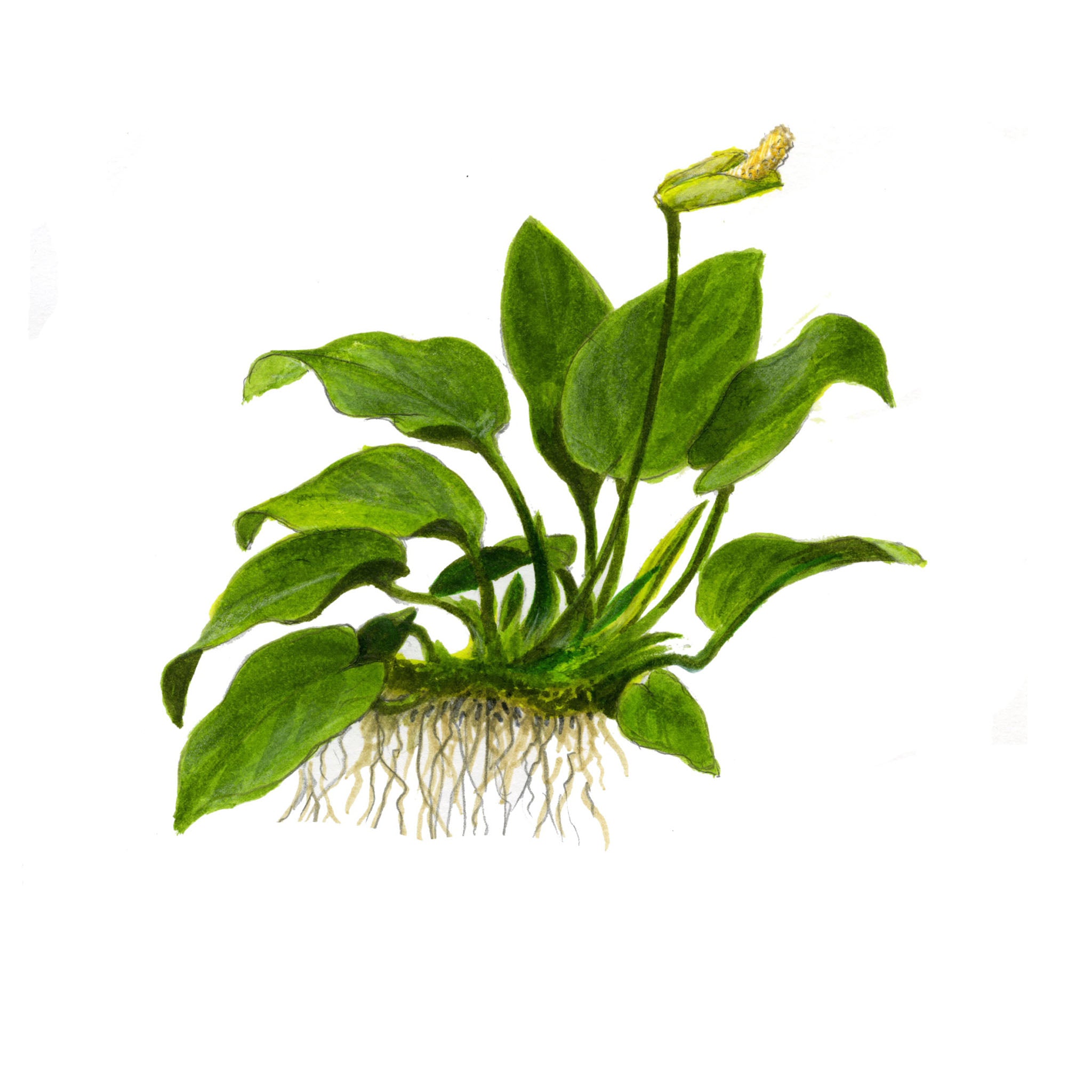 Anubias-barteri-nana_Zeichnung