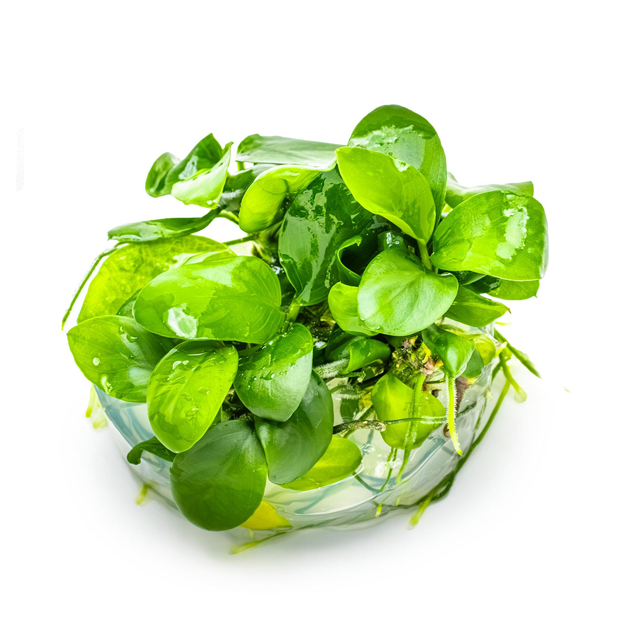 Anubias-barteri-nana_ohne_Becher