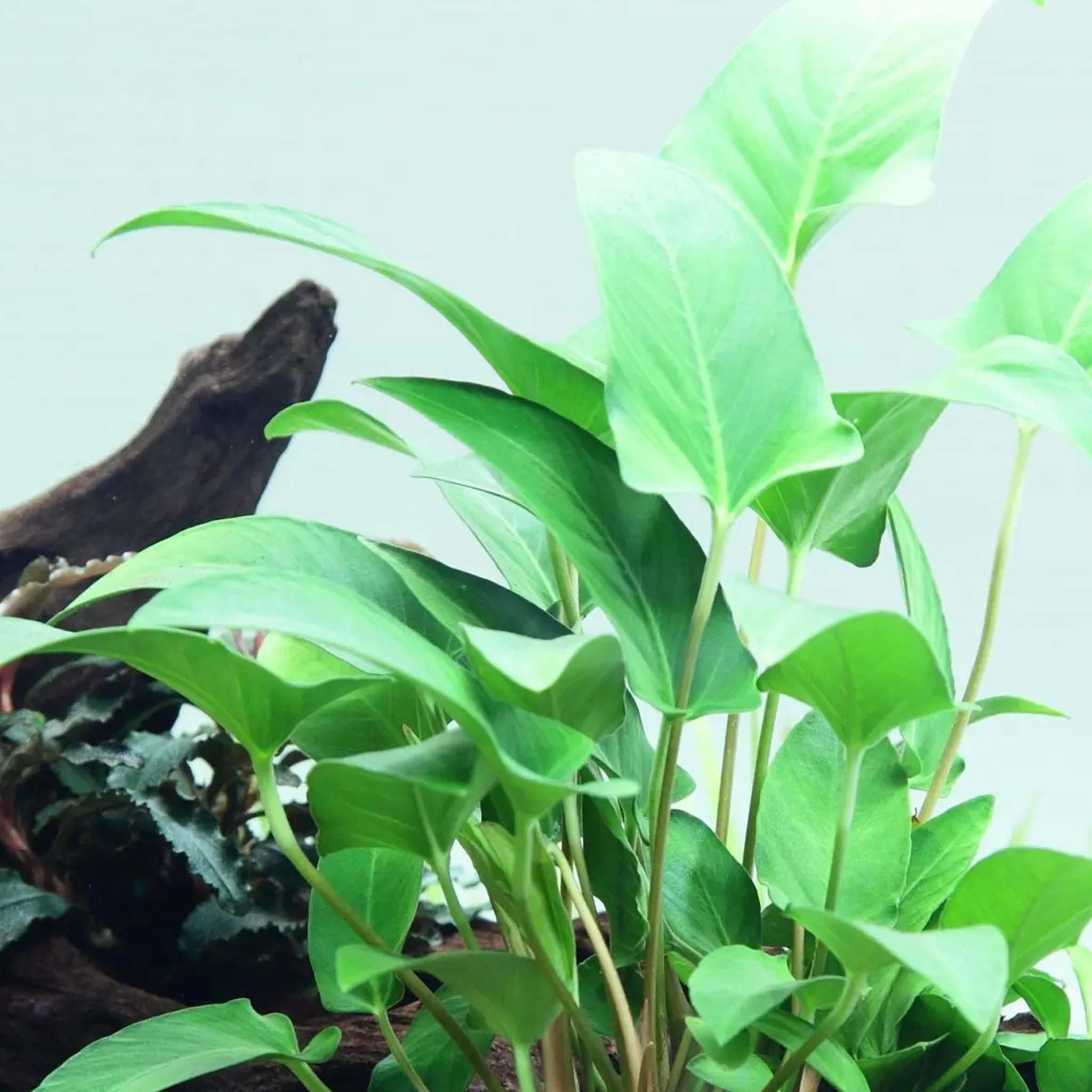 Anubias gracilis Clip