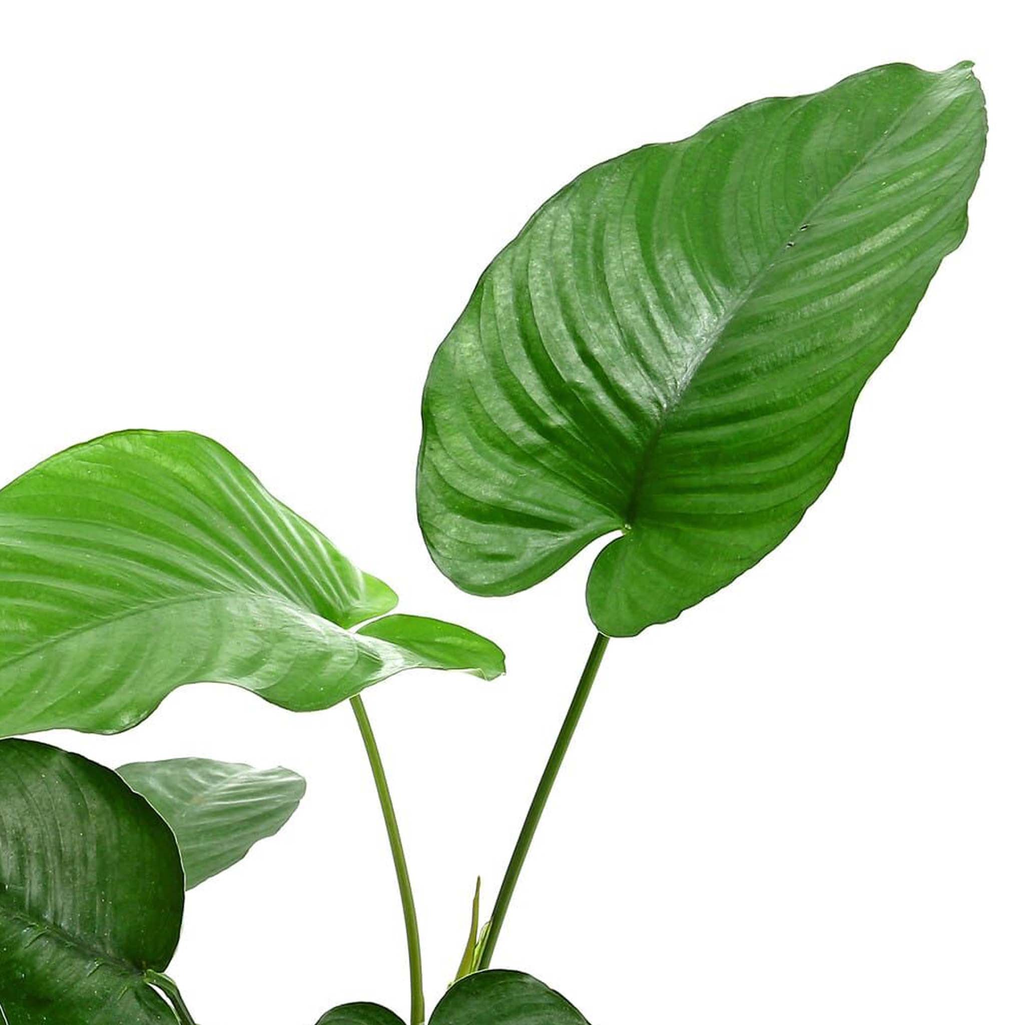 Anubias barteri caladiifolia