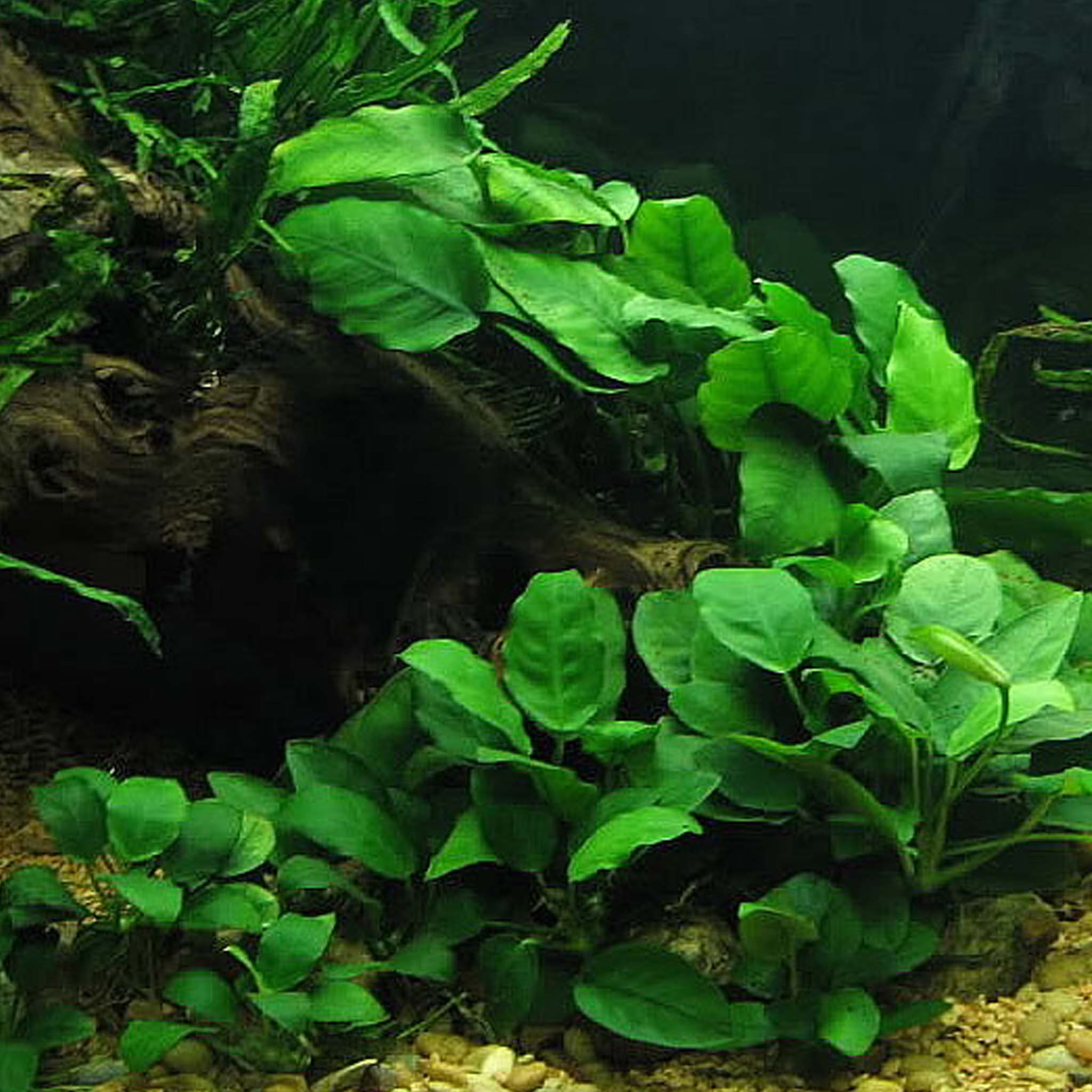 Anubias barteri caladiifolia