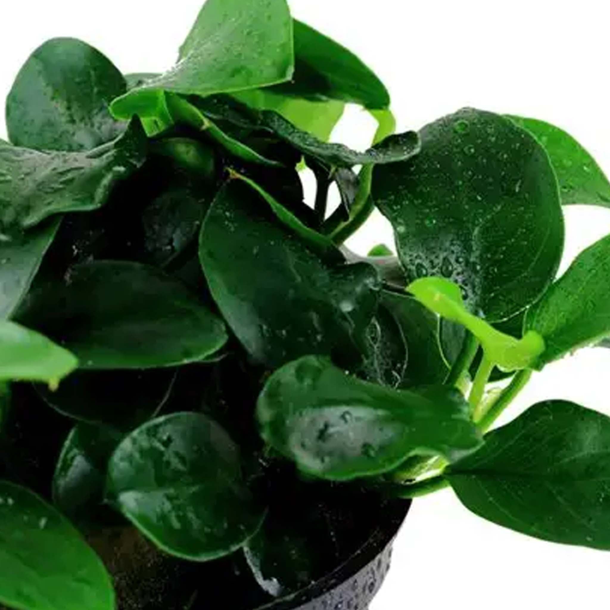 Anubias barteri 'Petite'