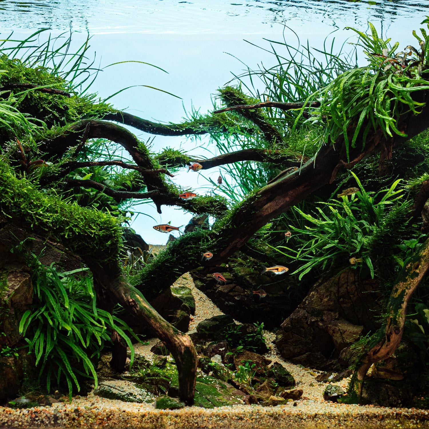 Aquascaping-Aquarium-Detailfoto-Aquanature-Aquarium