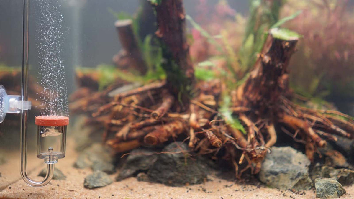 Die optimale Platzierung des CO2-Diffusors