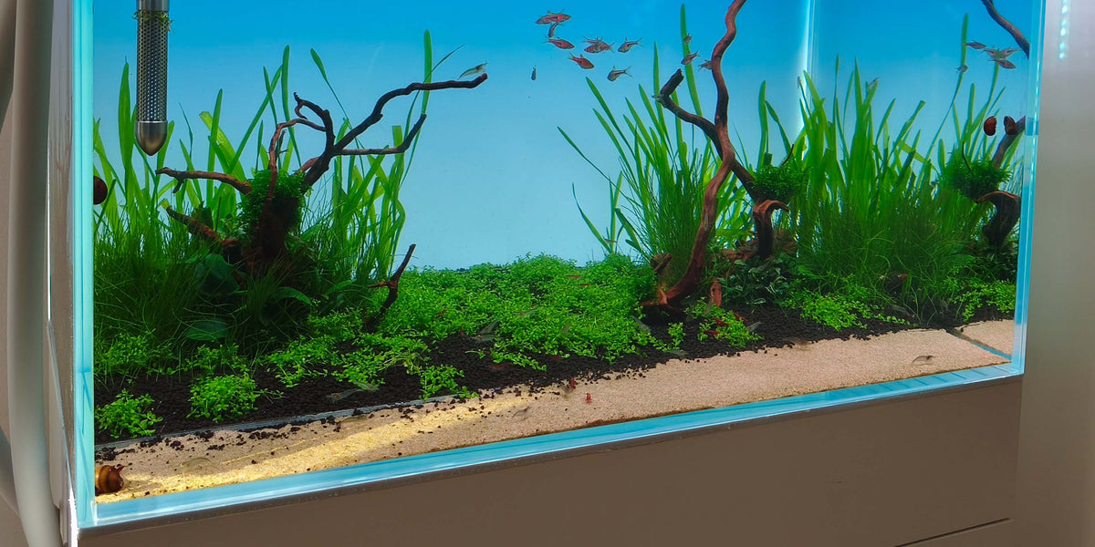 Frisch eingerichtetes Naturaquarium in den ersten Wochen