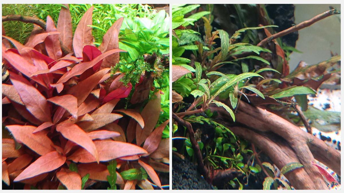 Wann braucht man CO₂-Düngung im Aquarium?