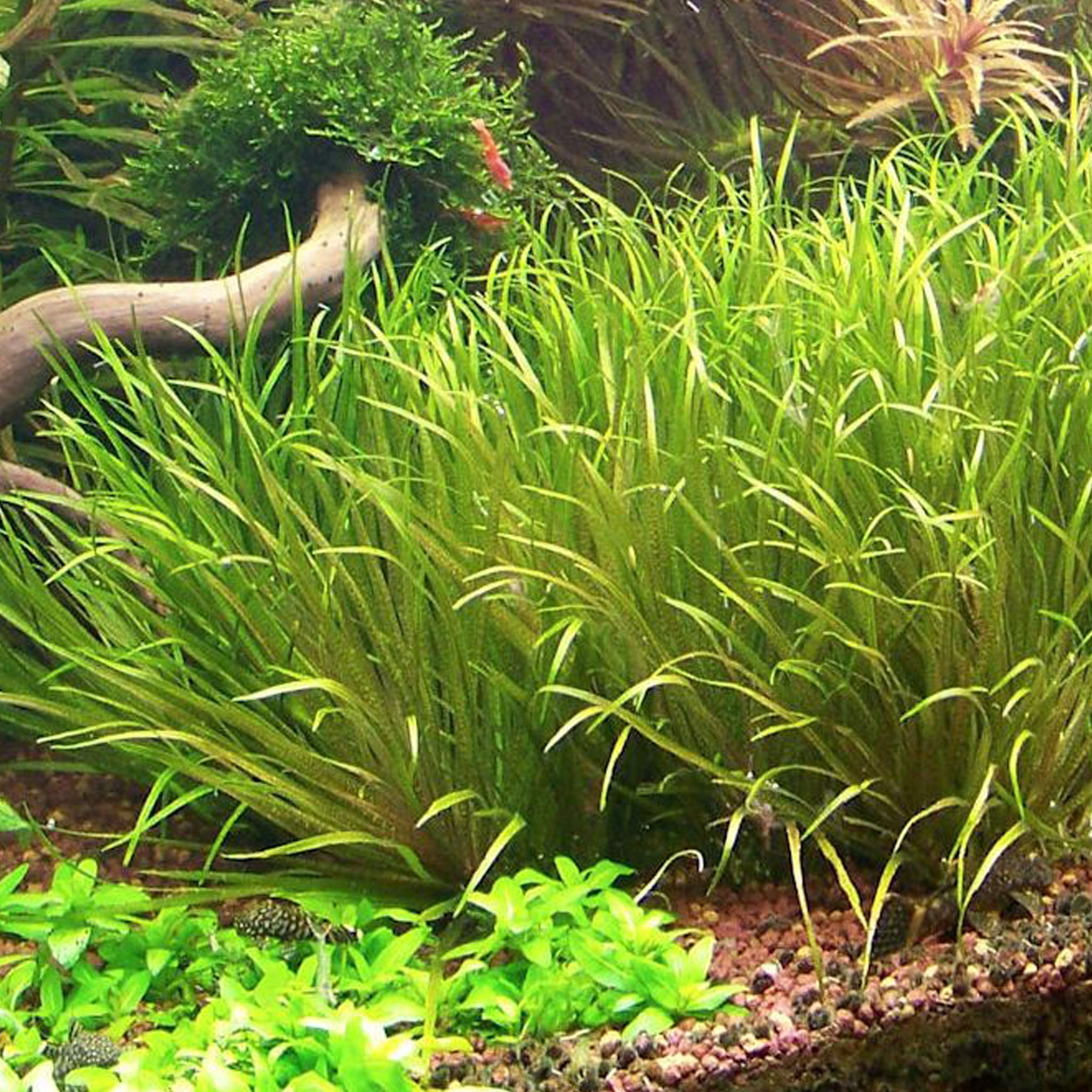 Blyxa_japonica_Aquarium