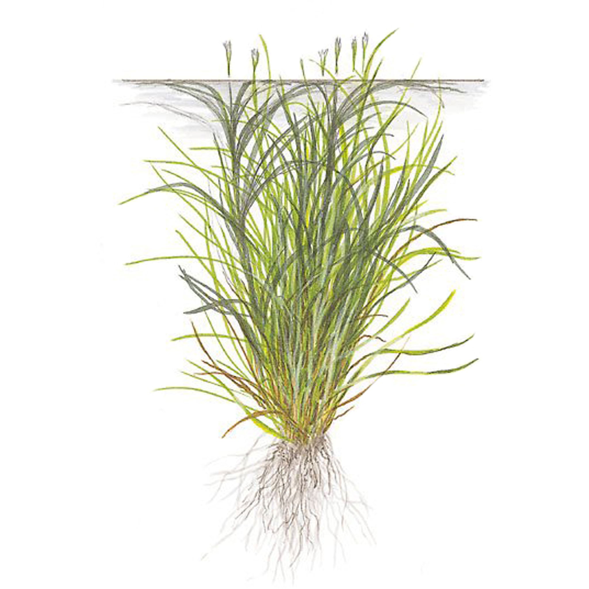 Blyxajaponica_Zeichnung