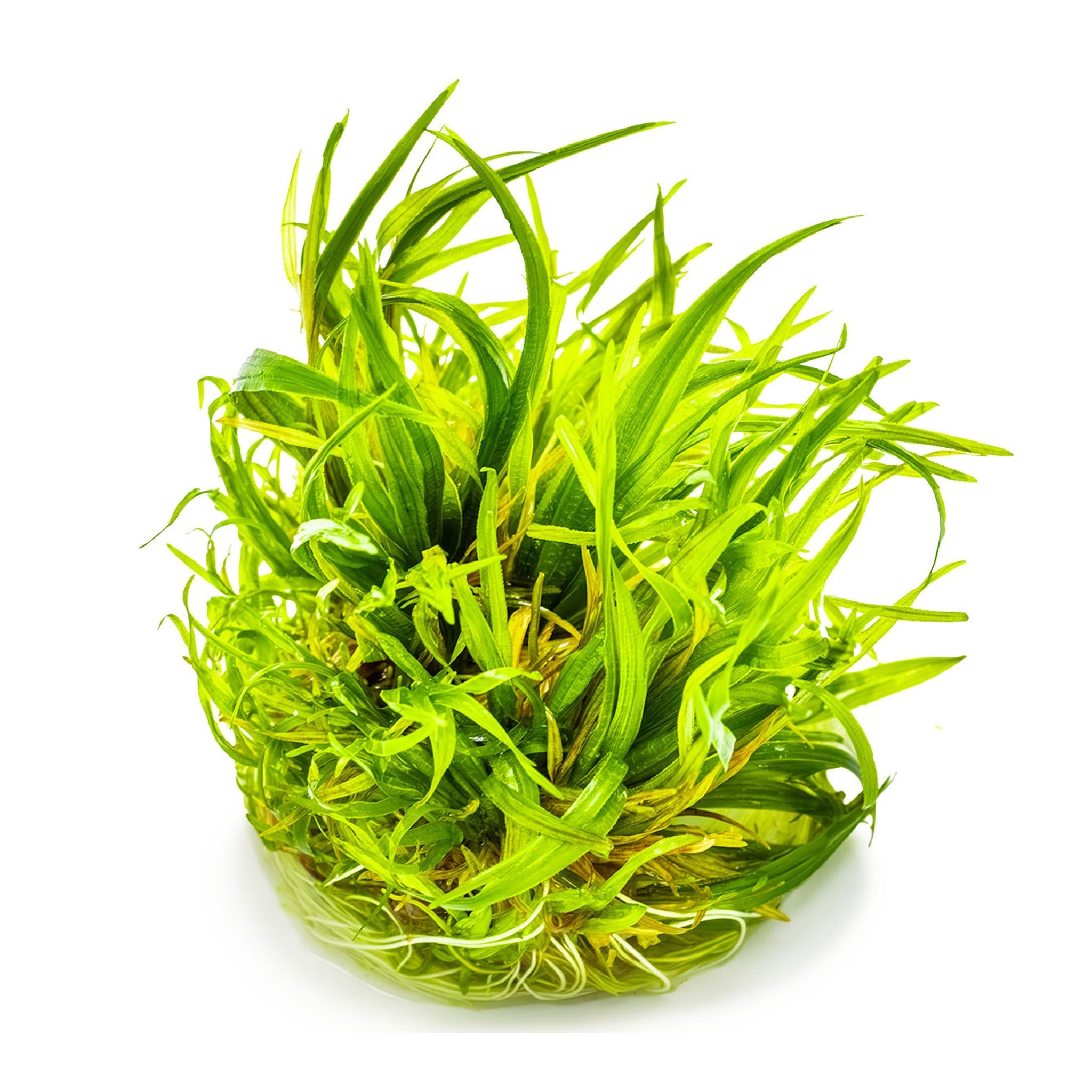 Blyxajaponica_ohne_Becher