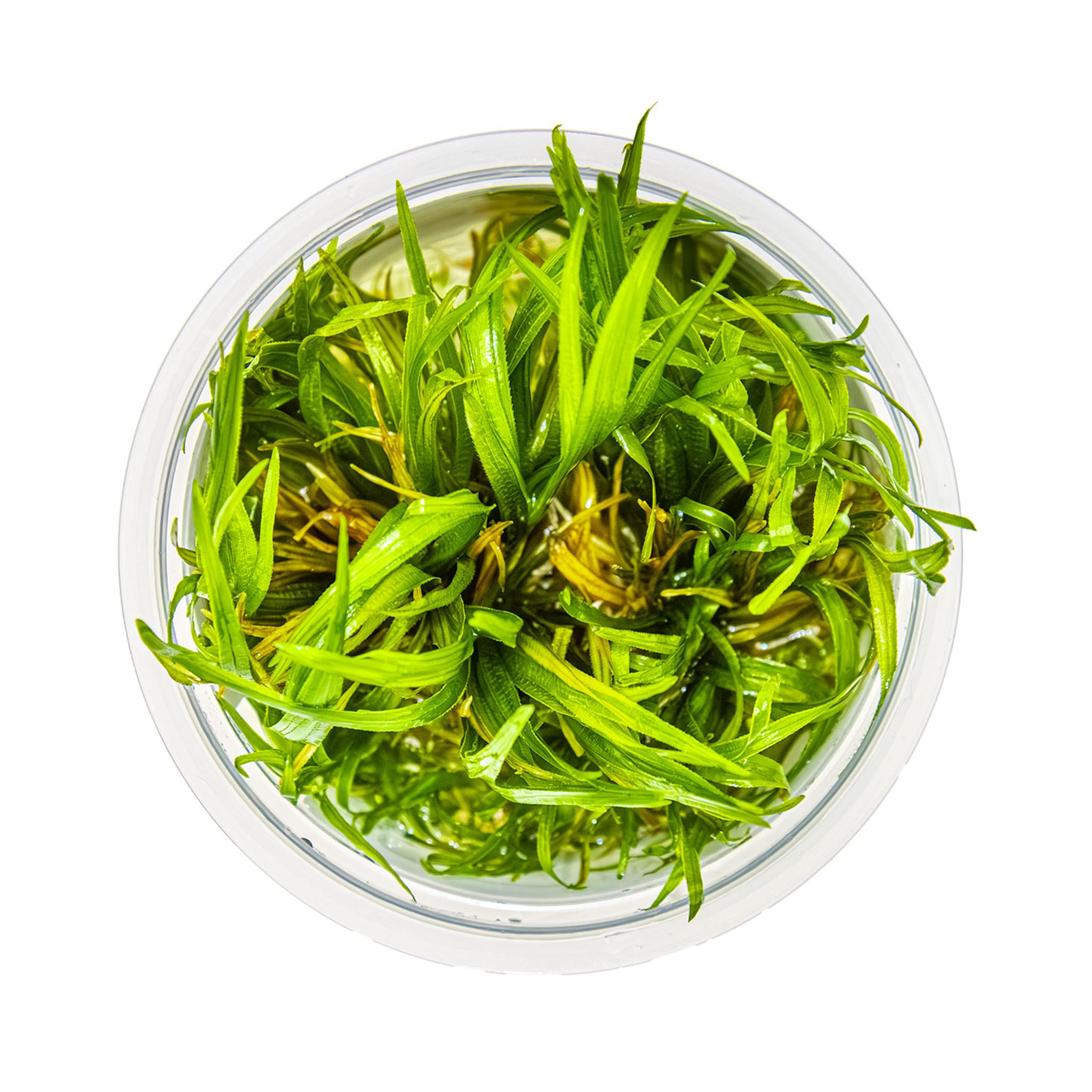 Blyxajaponica_von_oben