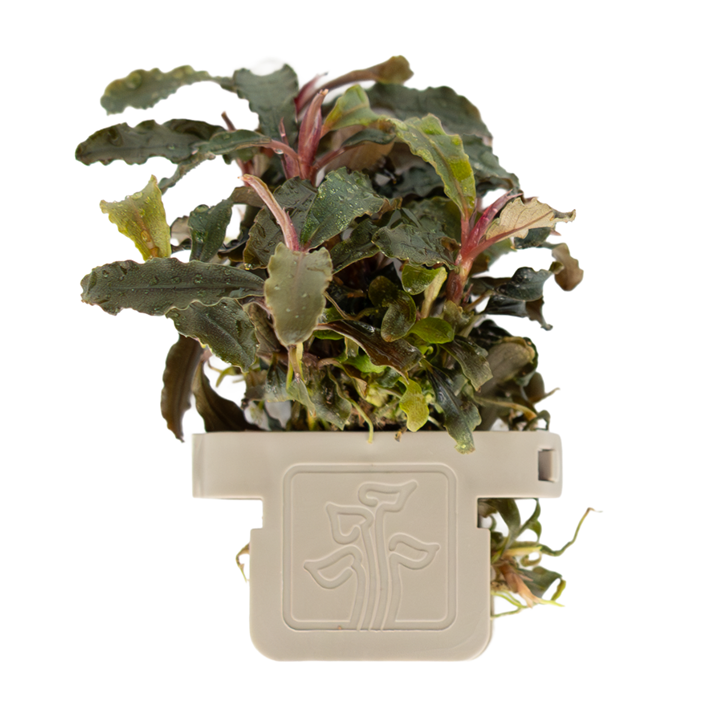Bucephalandra 'Kedagang' Clip